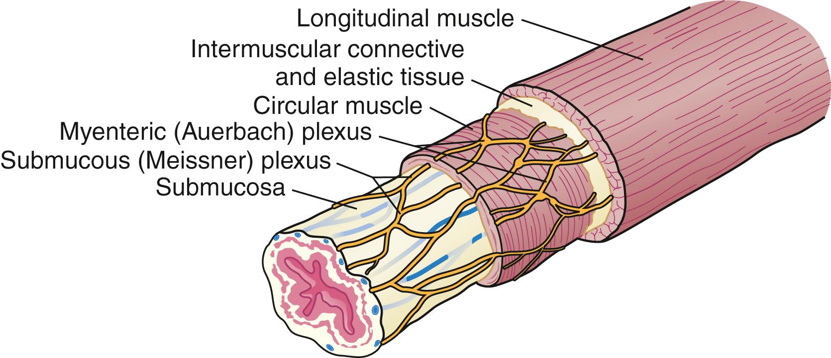 Fig. 42.11, Intrinsic esophageal innervation.