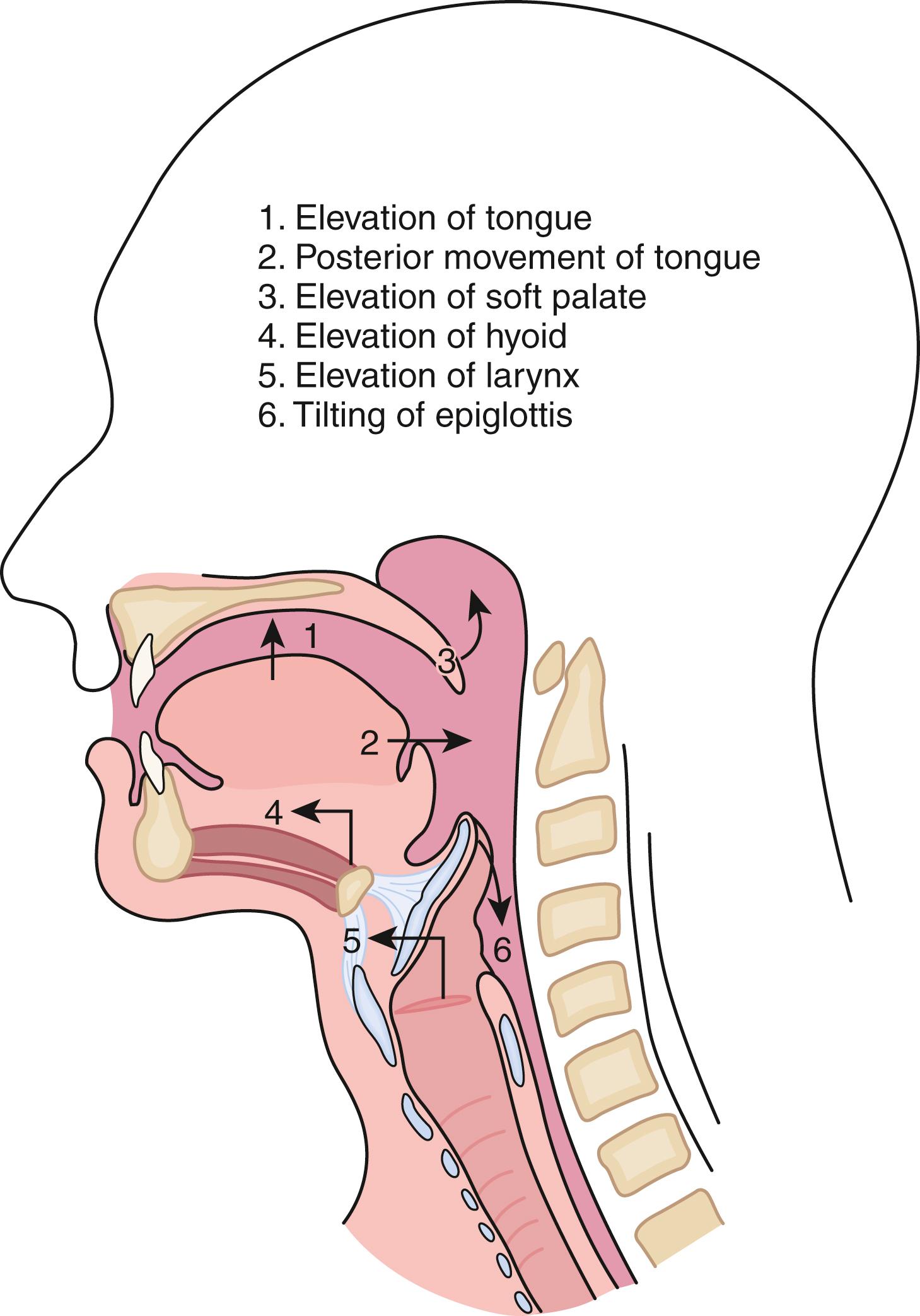 Fig. 42.12, Phases of oropharyngeal swallowing.