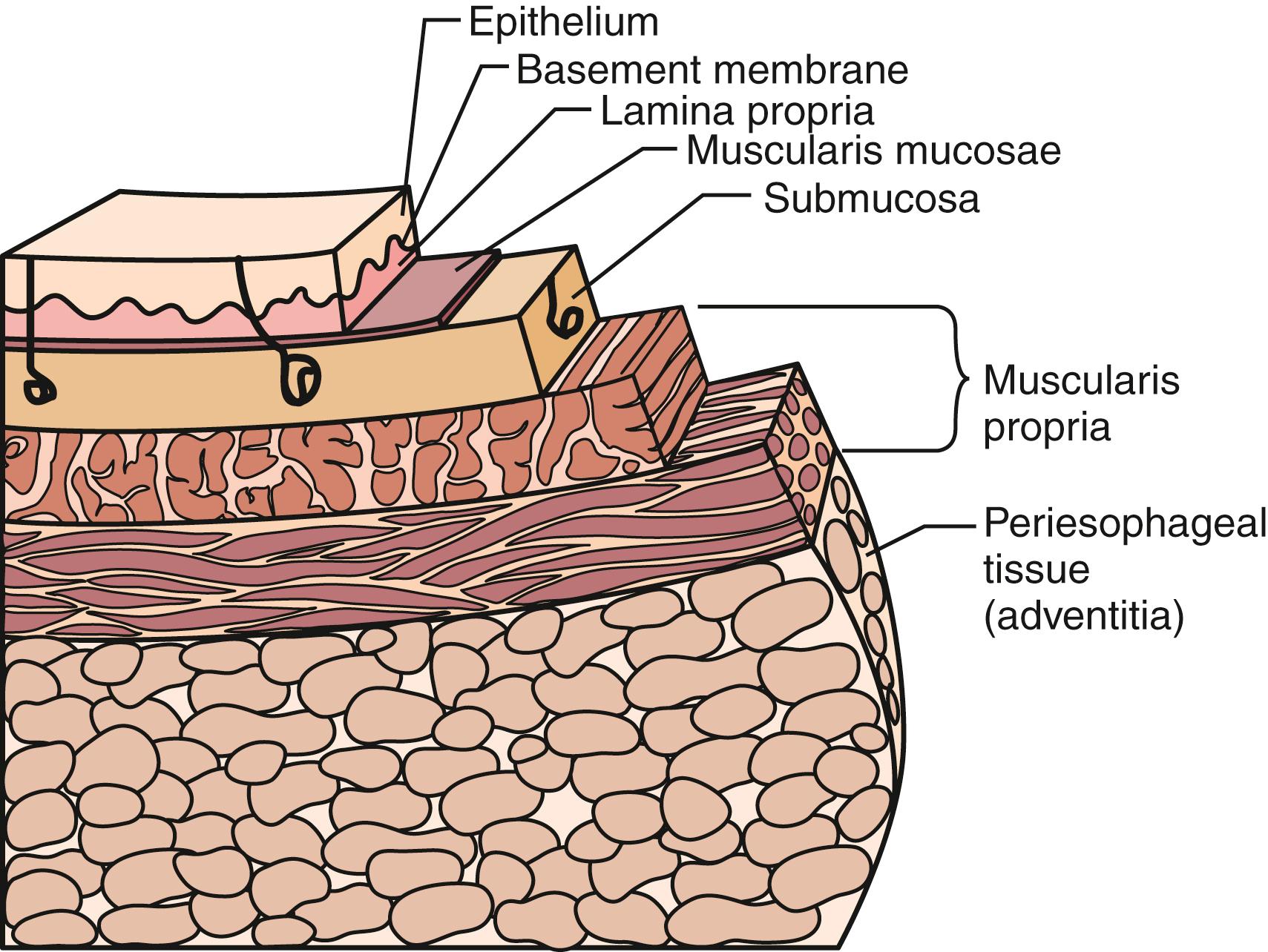 Fig. 42.3, Layers of the esophagus.