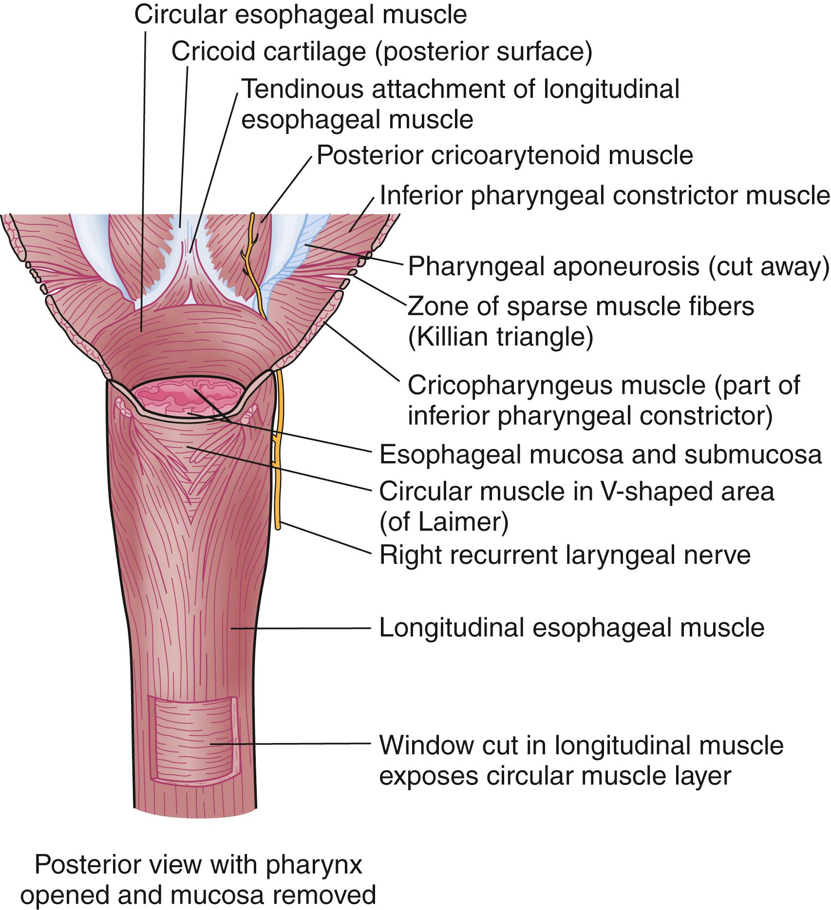 Fig. 42.4, Muscles of the esophagus.