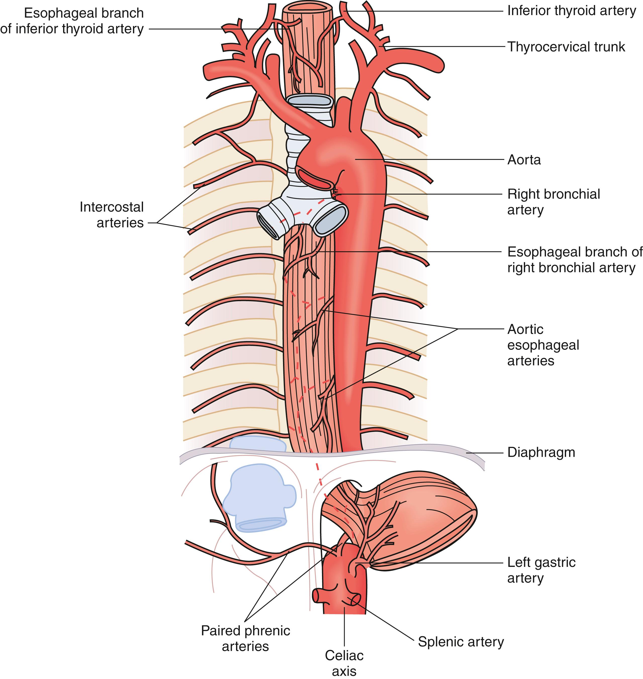 Fig. 42.6, Arterial supply to the esophagus.