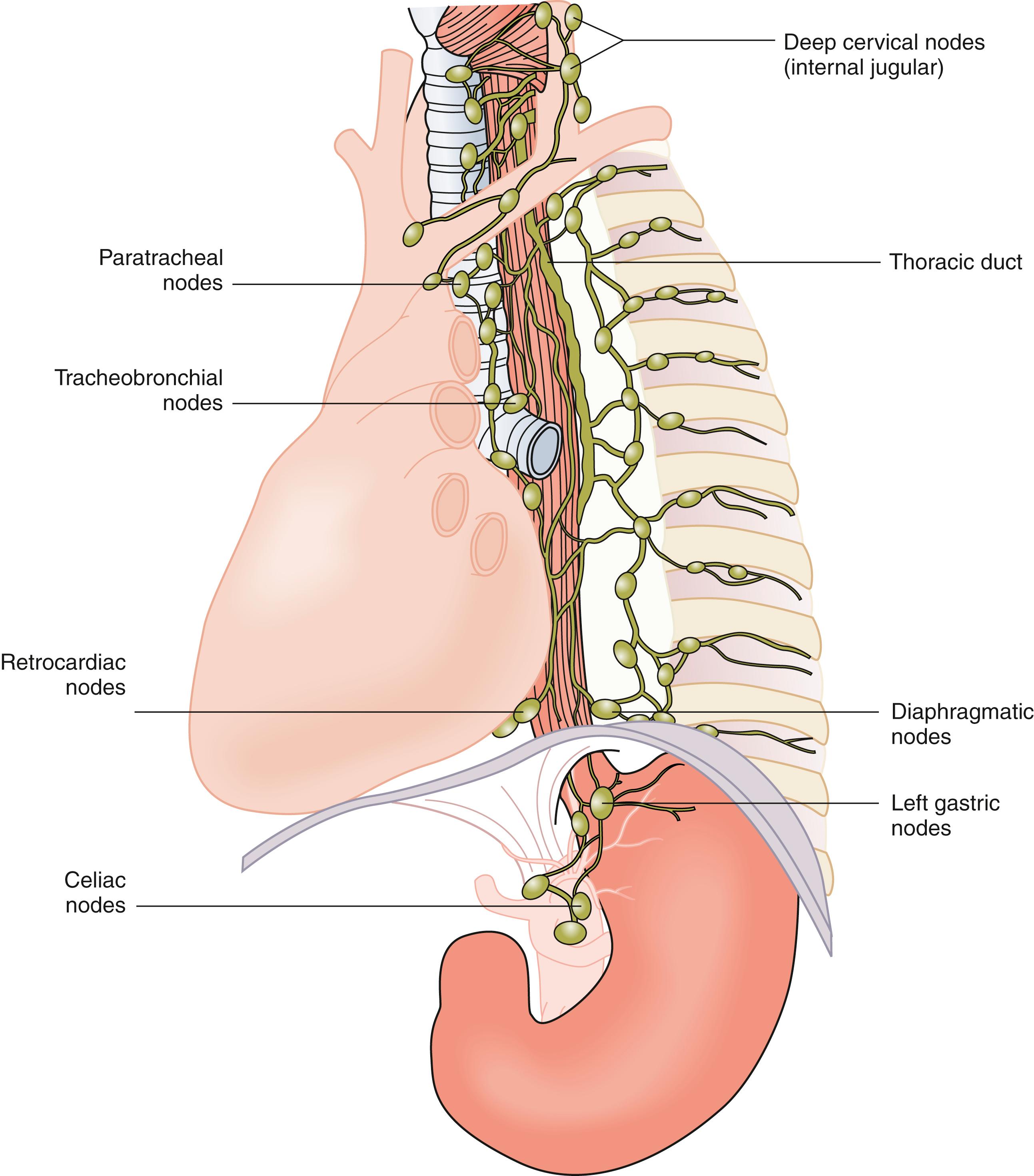 Fig. 42.8, Lymphatic drainage of the esophagus.