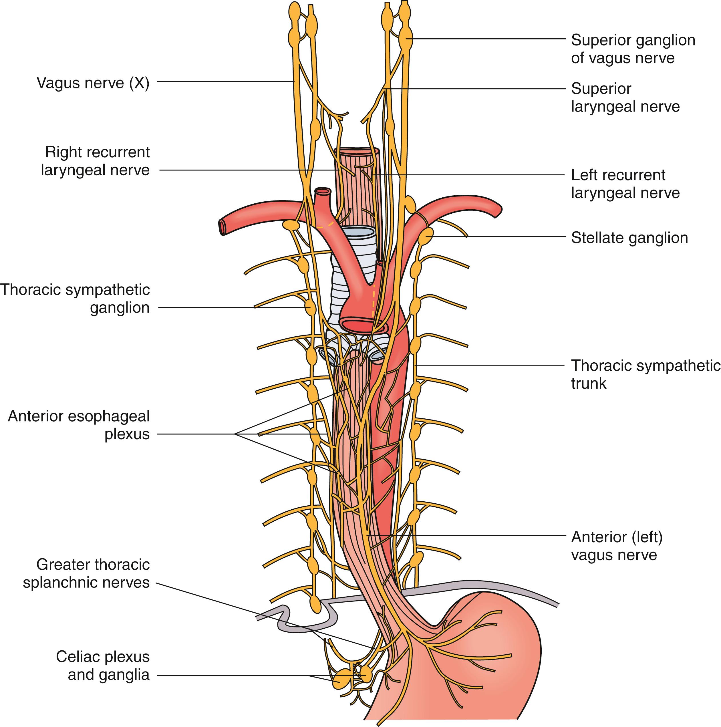 Fig. 42.9, Innervation of the esophagus.