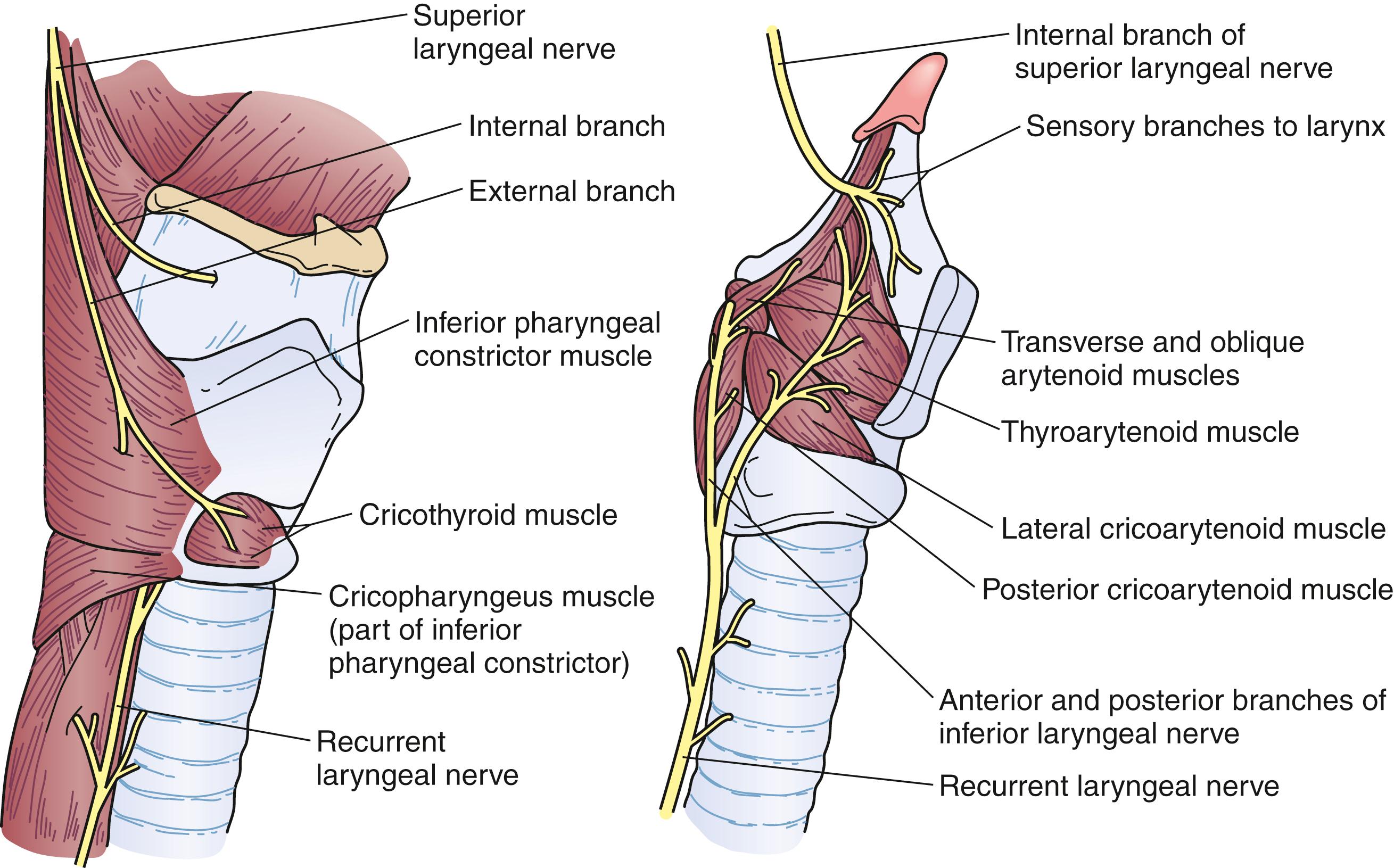 Fig. 42.10, Innervation of the larynx.