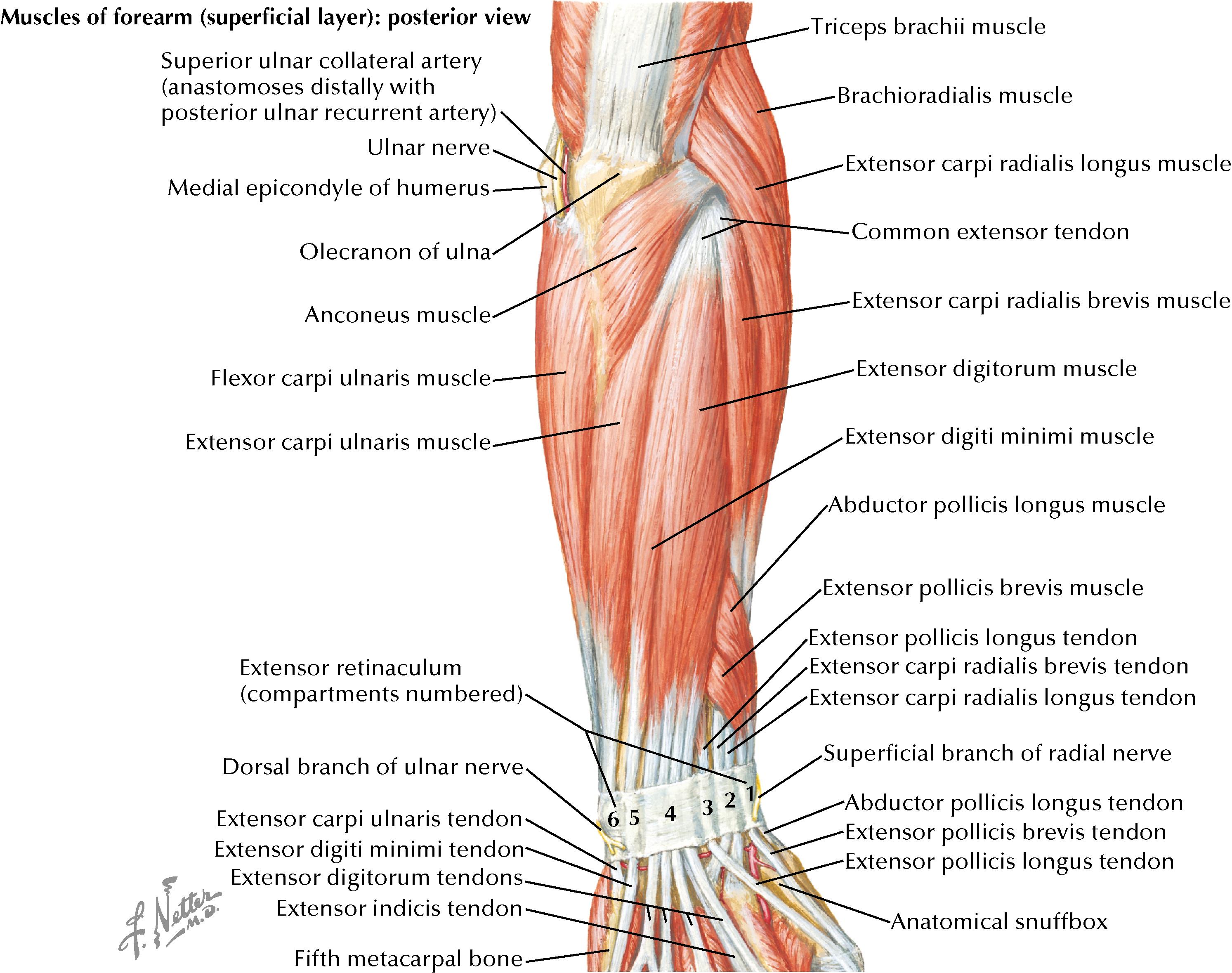 Figure 102.2, Muscles of forearm (superficial layer): Posterior view.