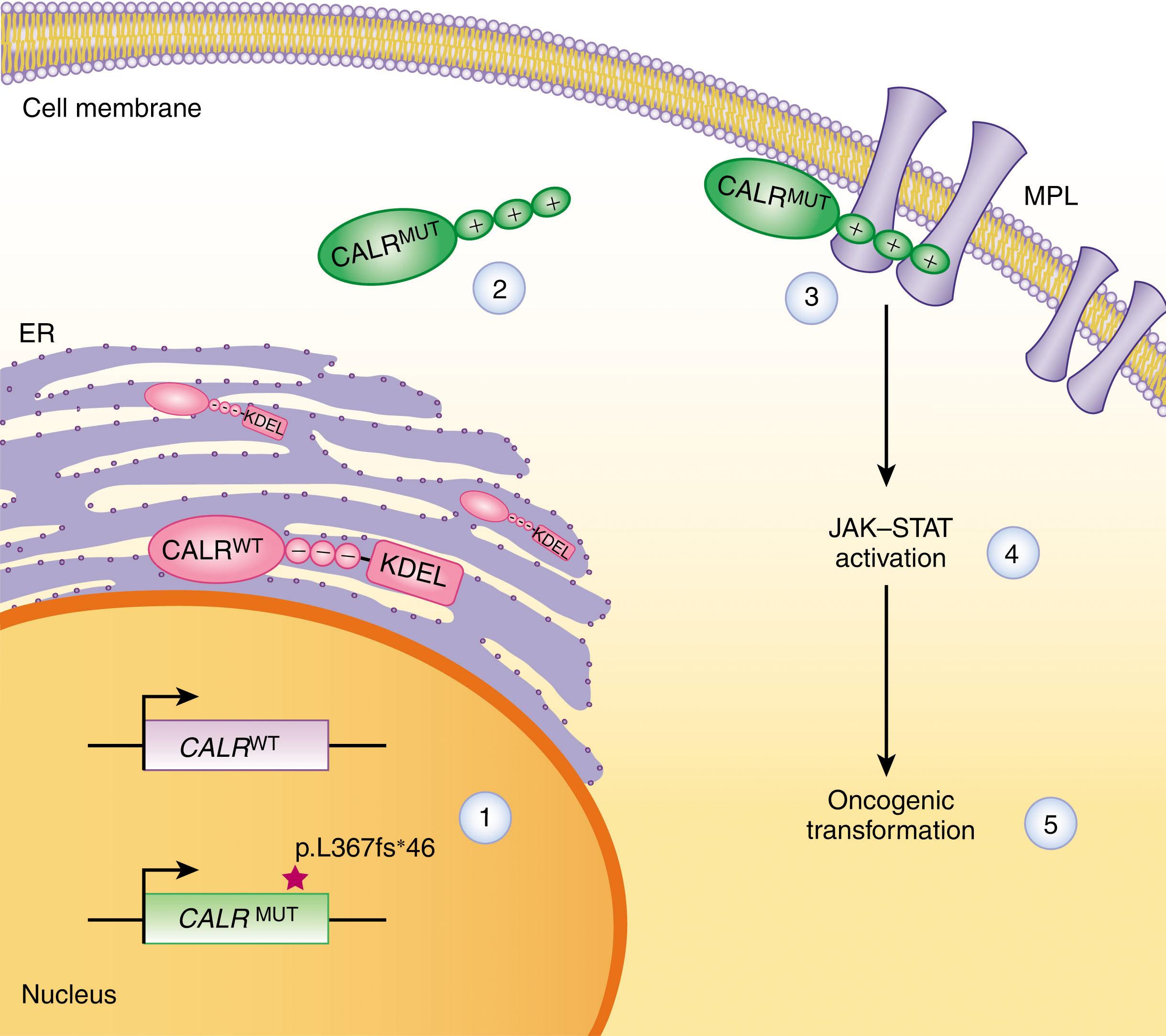 Figure 71.1, SCHEMATIC REPRESENTATION OF THE POTENTIAL MECHANISM OF ACTION OF MUTATED CALRETICULIN.