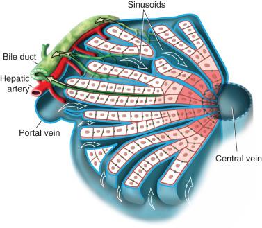 FIGURE 30.1, Blood flows from the hepatic arteries and portal vein along sinusoids toward the central vein. The hepatic triad consists of the bile duct, a branch of the portal vein, and the hepatic artery, with zone 1 (white) surrounding the triad, followed by zone 2 (pink) and zone 3 (red). Cytochrome P-450 expression is higher in zone 3 with more extensive drug metabolism.