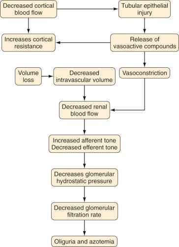 FIGURE 28.1, Hemodynamic factors in the pathogenesis of acute renal failure.