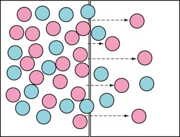 FIGURE 28.3, Principles of dialysis. Solute (pink circles) moves from the blood to the dialysate (broken arrows) in response to a concentration gradient (i.e., diffusion). The obligate passive movement of water (blue circles) attempts to maintain appropriate osmolarity. This flux of solute and water (i.e., ultrafiltration) may be enhanced by increased osmotic pressure (i.e., glucose in peritoneal dialysis fluid) or by increased hydrostatic pressure, which is created mechanically as transmembrane pressure in hemodialysis.