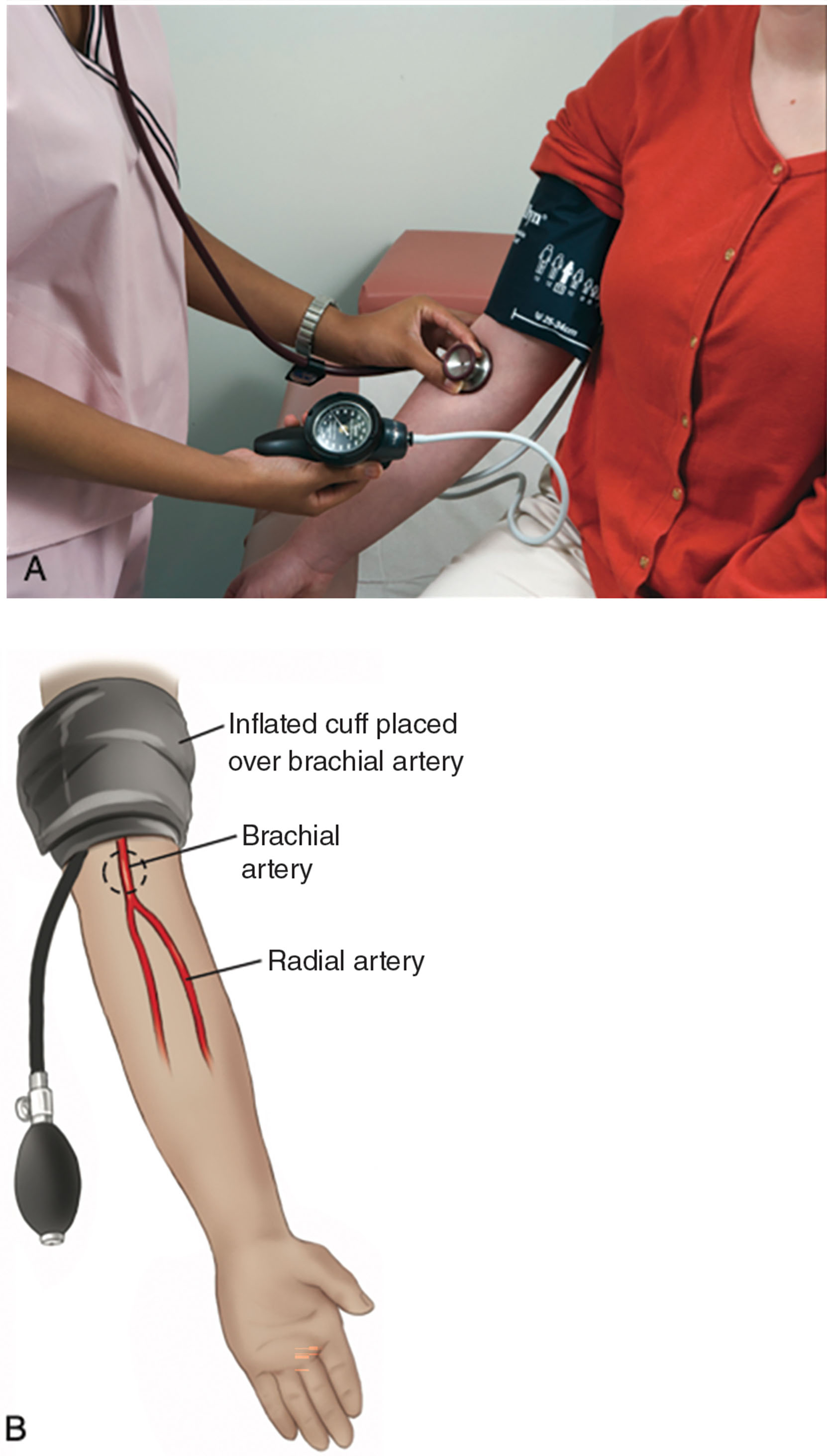 Fig. 2.6, (A) Taking a blood pressure with a manual device. (B) Proper cuff size and placement.