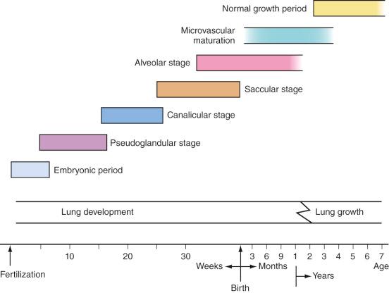 FIGURE 13.1, Timetable for lung development.
