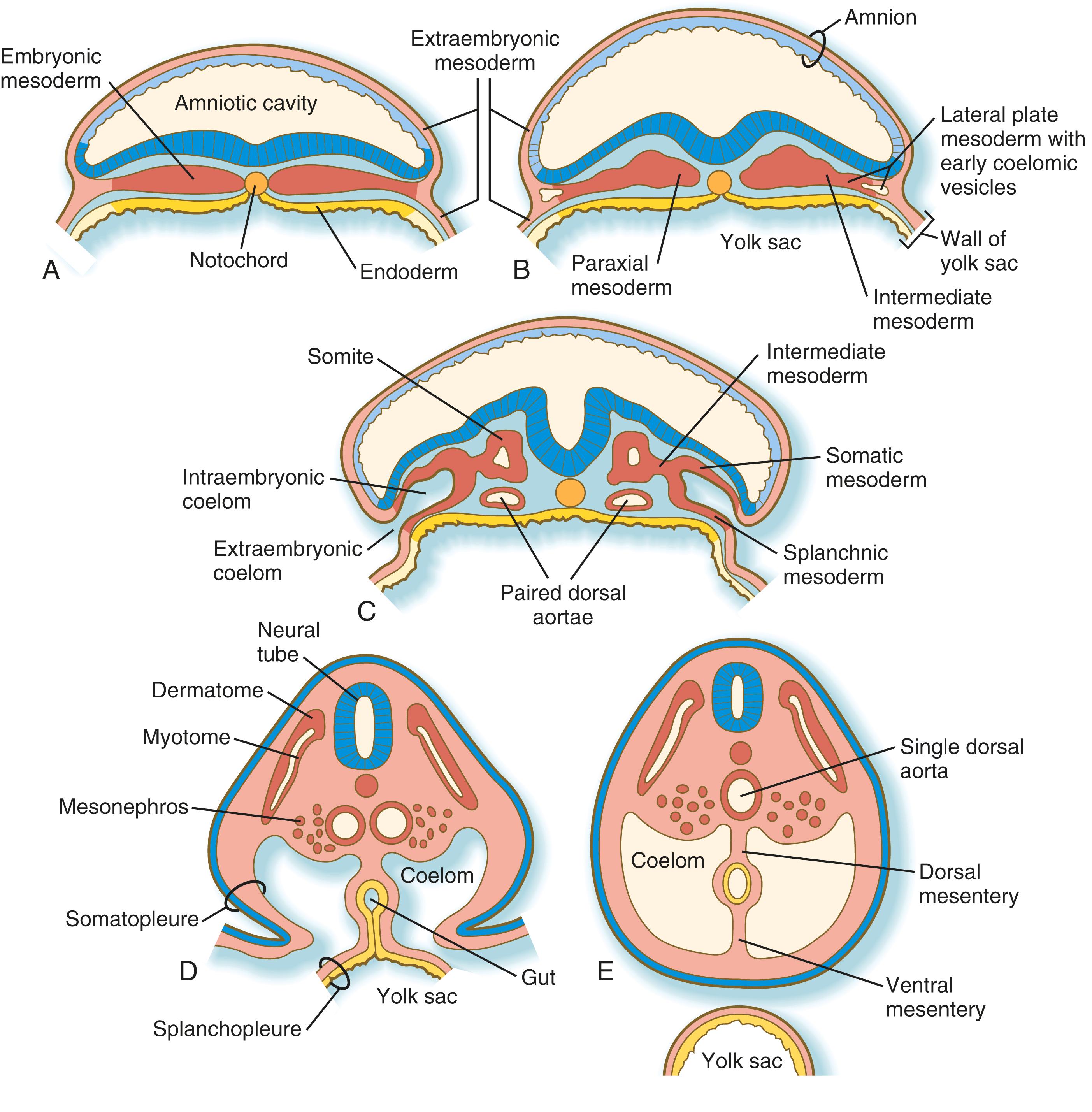 Fig. 6.11, Development of intraembryonic and extraembryonic mesoderm in cross sections of human embryos.