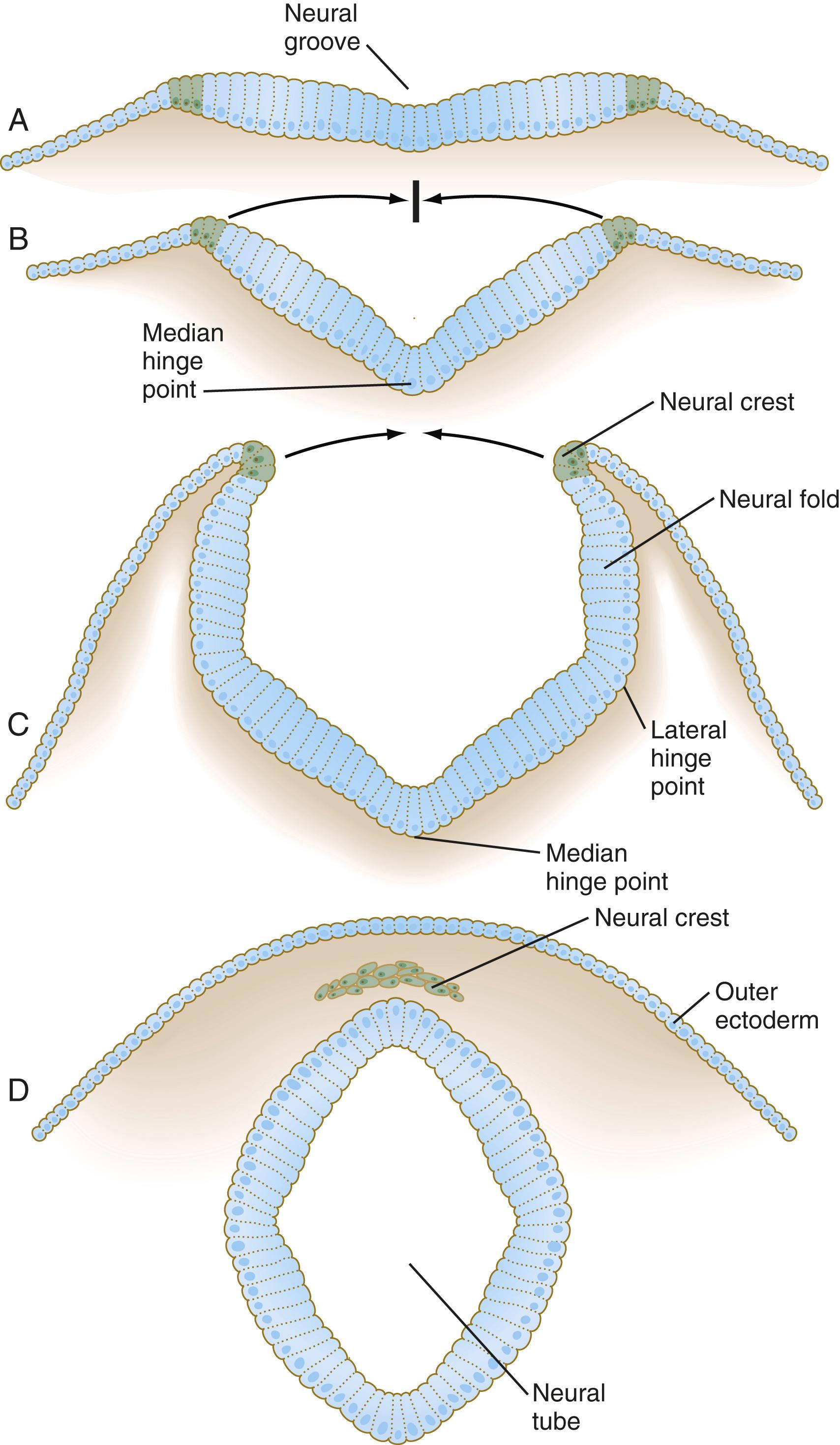 Fig. 6.2, Cross sections through the forming neural tube.