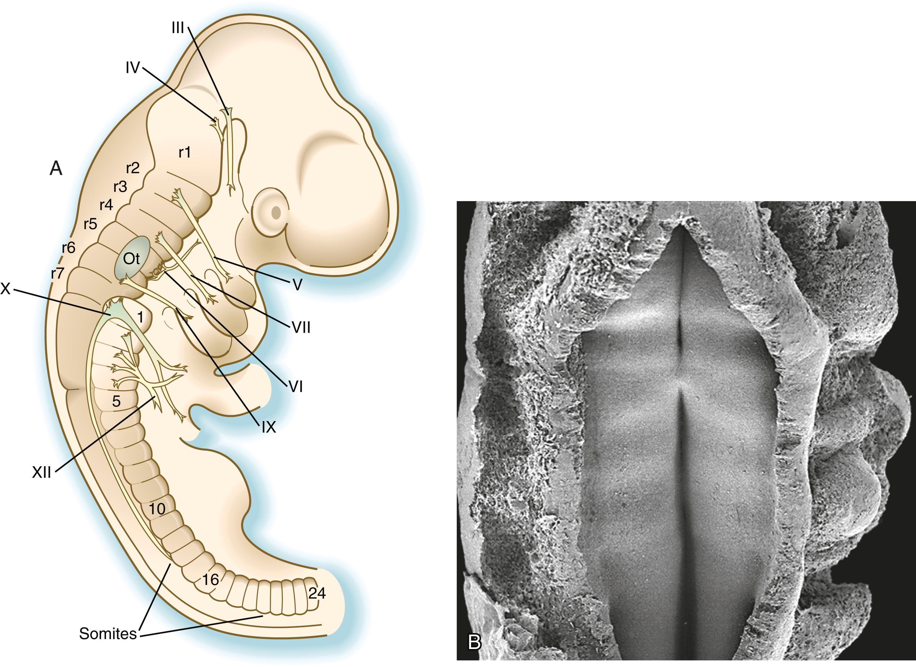 Fig. 6.4, Neuromeres in 3-day-old chick brain (A) and a 5-week-old human embryo (B).