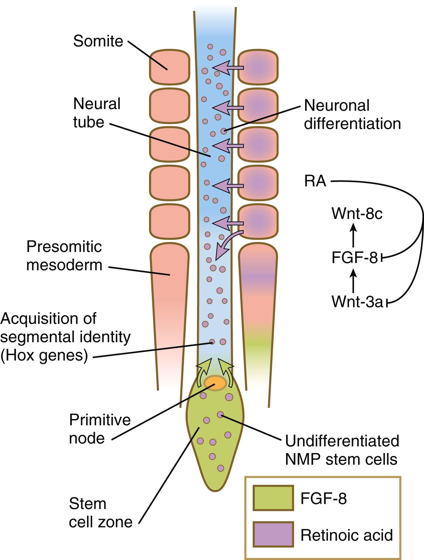 Fig. 6.6, Elongation of the spinal cord in the early embryo.