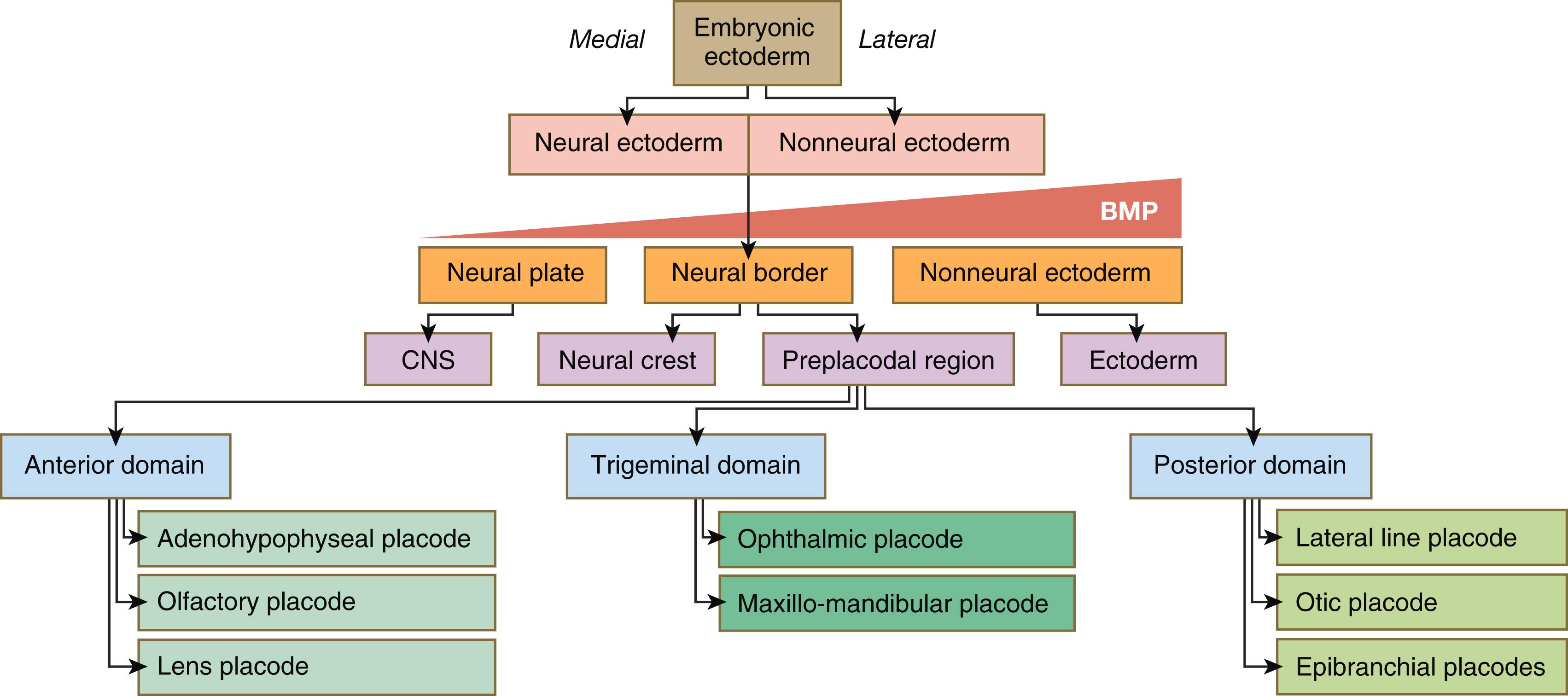 Fig. 6.9, Embryonic lineages leading to the formation of cranial placodes.