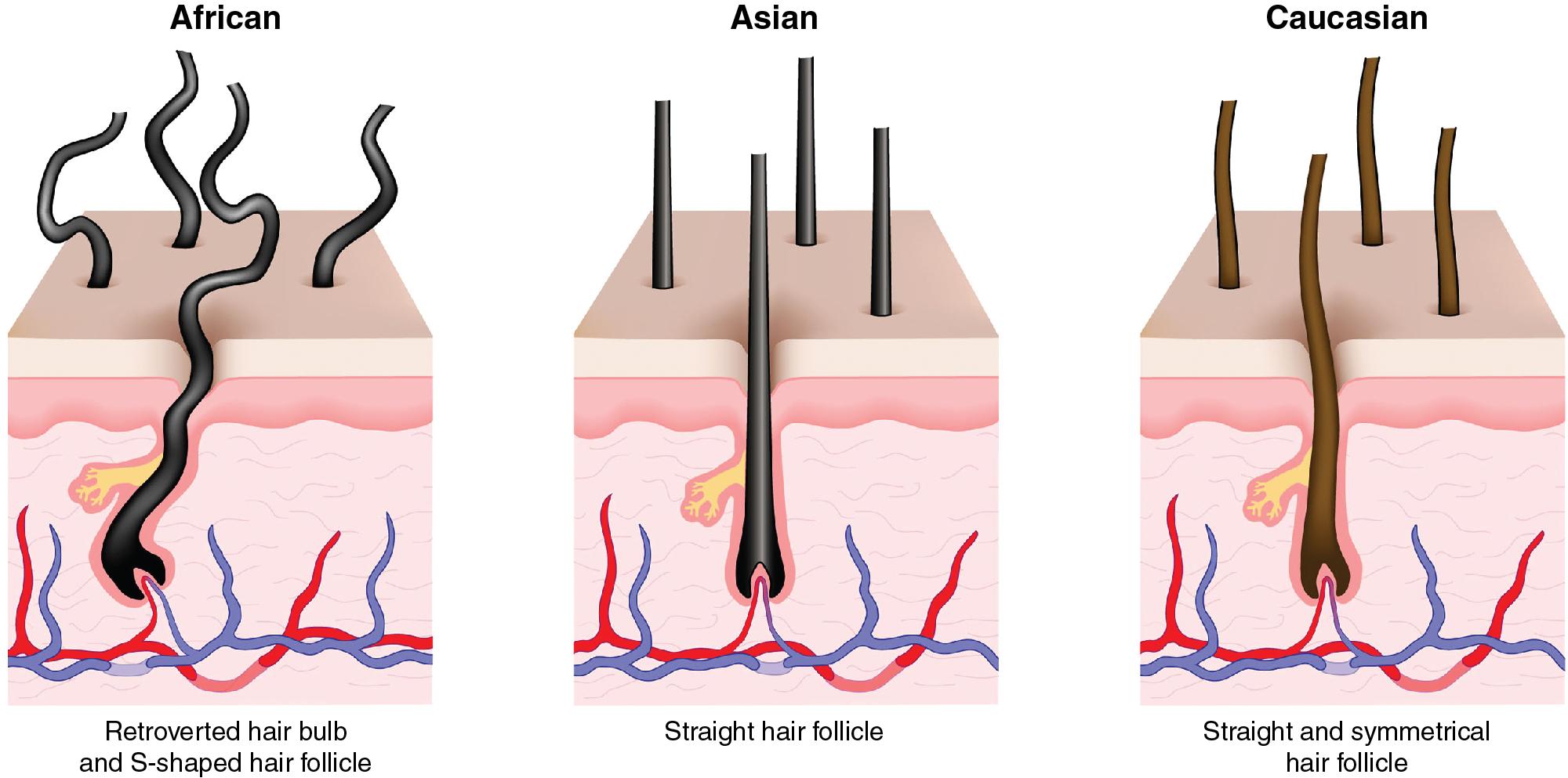 Fig. 2.1, Structure of Hair Follicles by Ethnicity.