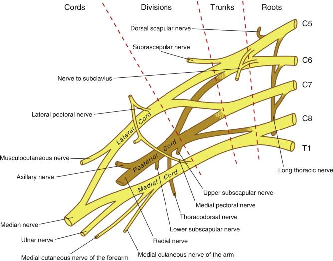 FIGURE 3, Schematic view of the brachial plexus.