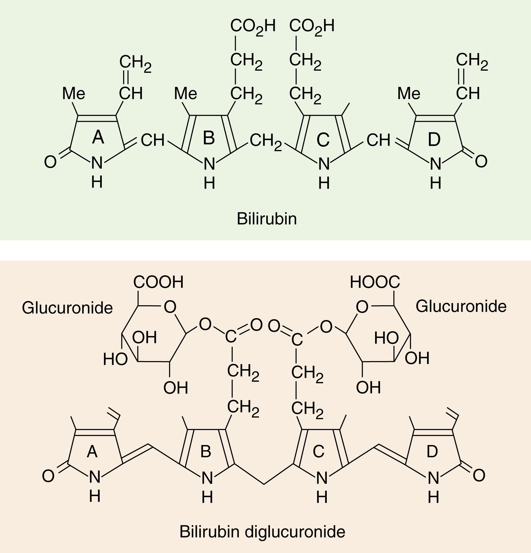 Figure 22.1, Structures of critical molecules in the metabolism of bilirubin to its diglucuronide. Bilirubin is transported into the hepatocyte, where it is converted into the diglucuronide form and secreted into canaliculi.