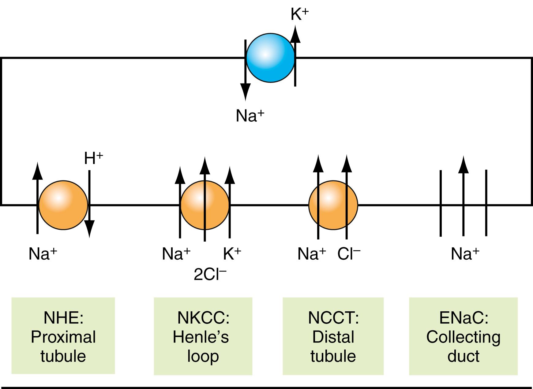 Figure 15.1, Mechanisms of sodium reabsorption at different nephron segments. The main source of energy for sodium reabsorption at all nephron segments is the basolateral Na + -K + -ATPase, which transports 3Na + out of the cell in exchange for 2K + into the cell. This pump creates a low intracellular sodium concentration and negative cellular potential, which allow passive diffusion of Na + into the cell through the luminal membrane. In the proximal tubule, Na + entry is accompanied by exit of H + through sodium-hydrogen exchanger type 3 (NHE-3). In the thick ascending limb of Henle, Na + enters along with K + and 2Cl − through the sodium-potassium-chloride cotransporter (NKCC). In the distal convoluted tubule, sodium enters with chloride through the sodium chloride cotransporter (NCCT) and, in the cortical collecting duct, sodium enters through the epithelial sodium channel (ENaC).