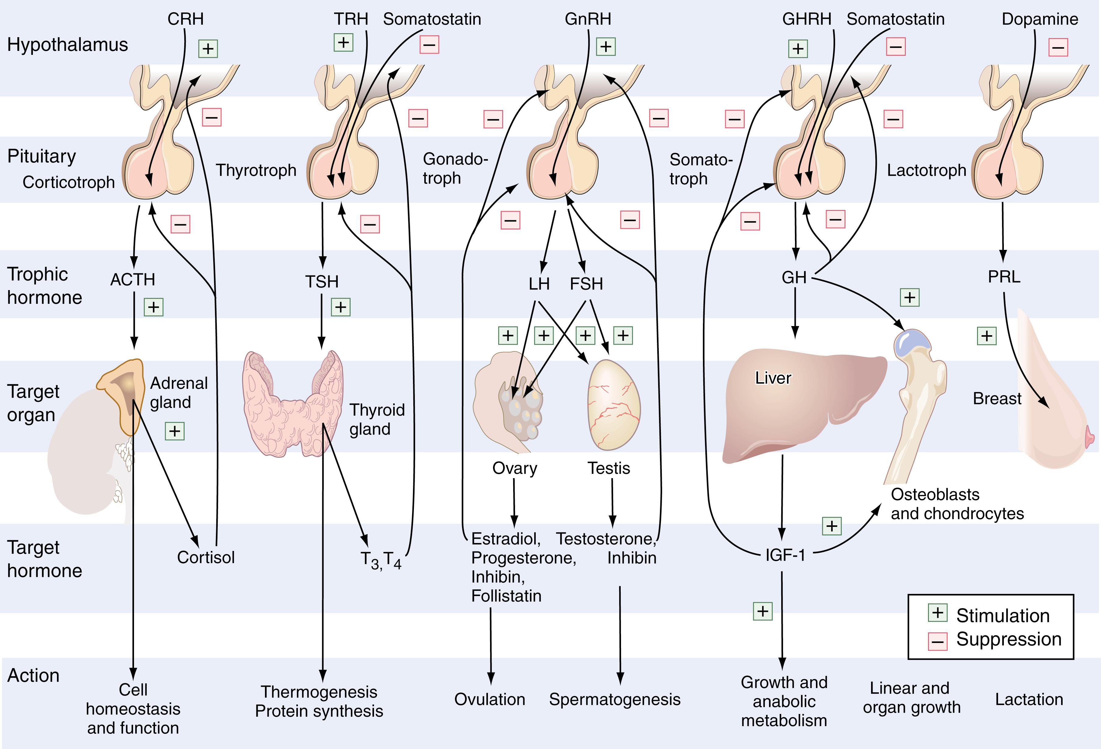 Figure 25.1, The hypothalamic-pituitary-target organ axis. ACTH, Adrenocorticotropin; CRH, corticotropin-releasing hormone; FSH, follicle-stimulating hormone; GHRH, growth hormone–releasing hormone; GnRH , gonadotropin-releasing hormone; IGF-1, insulin-like growth factor-1; LH, luteinizing hormone; PRL, prolactin; T 3 , 3,5,3′-triiodothyronine; T 4 , thyroxine; TRH, thyrotropin-releasing hormone; TSH, thyroid-stimulating hormone.