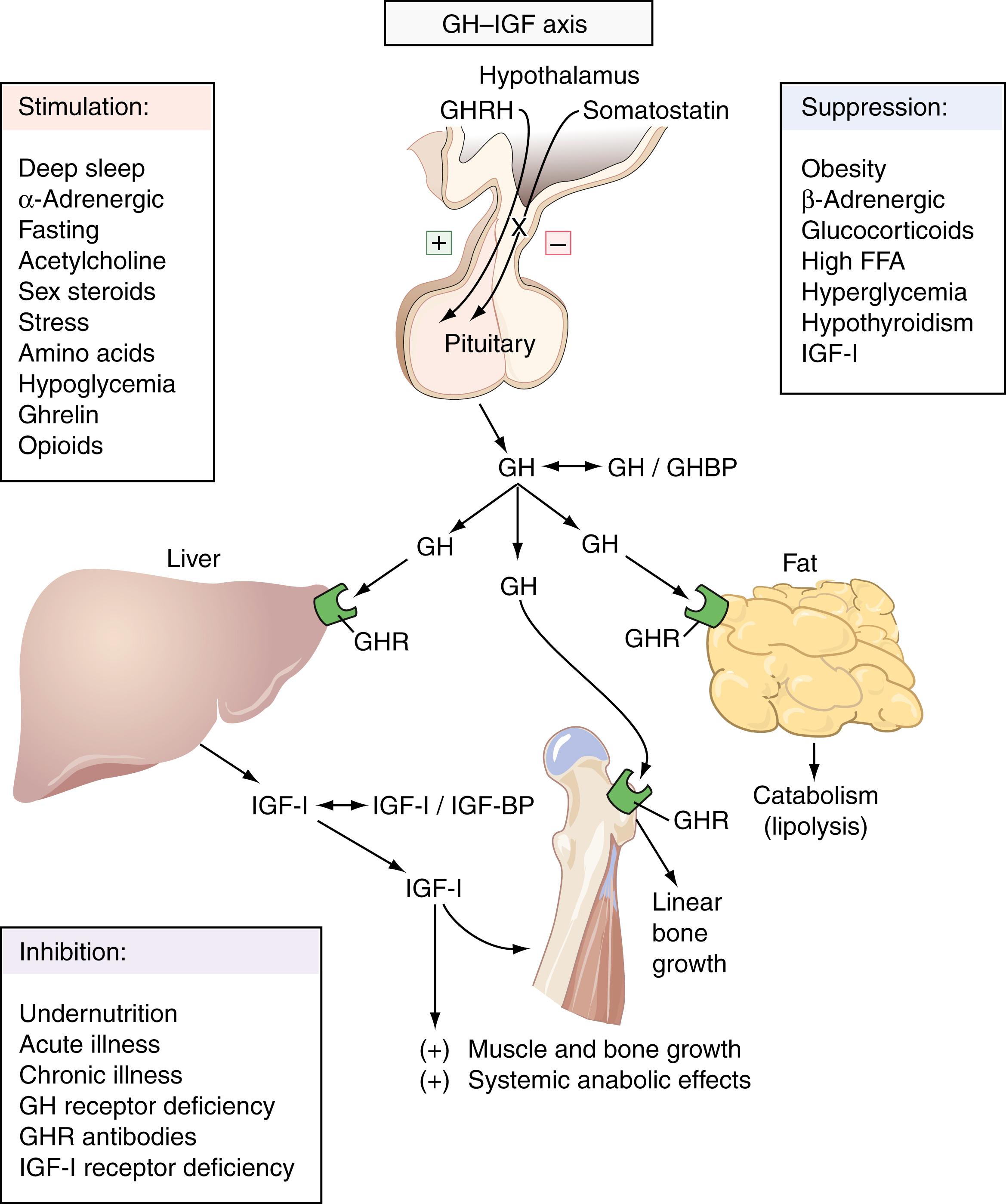 Figure 25.2, Hypothalamic-pituitary-growth hormone axis. Feedback loop influencing GH-IGF-1 secretion and action. FFA, Free fatty acid; GH, growth hormone; GHBP, growth hormone–binding protein; GH-IGF, growth hormone–insulin-like growth factor; GHR, growth hormone receptor; GHRH, growth hormone–releasing hormone; IGF-1, insulin-like growth factor-1; IGF-BP, IGF-binding proteins.