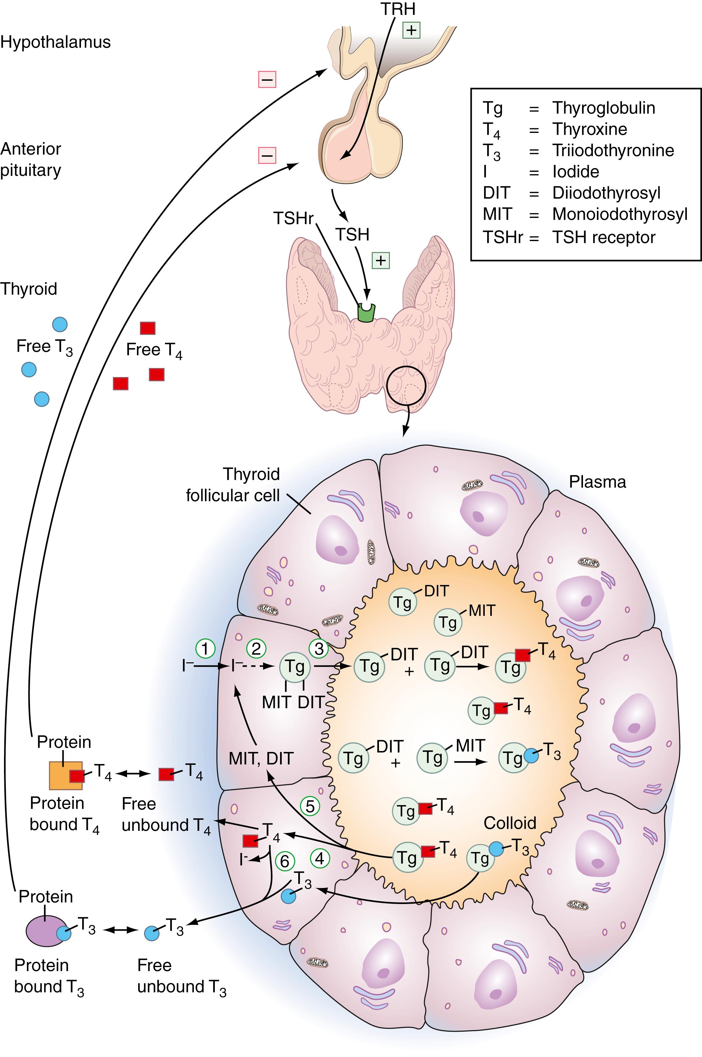 Figure 25.6, Hypothalamic-pituitary-thyroid axis and thyroid hormone synthesis. The steps for thyroid hormone synthesis and release are described in further detail in the text. TRH, Thyrotropin-releasing hormone; TSH, thyroid-stimulating hormone.