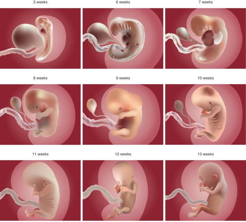 FIG 5-1, Development of the early embryo/fetus from 5 through 13 weeks of gestation (menstrual weeks). See text for details.