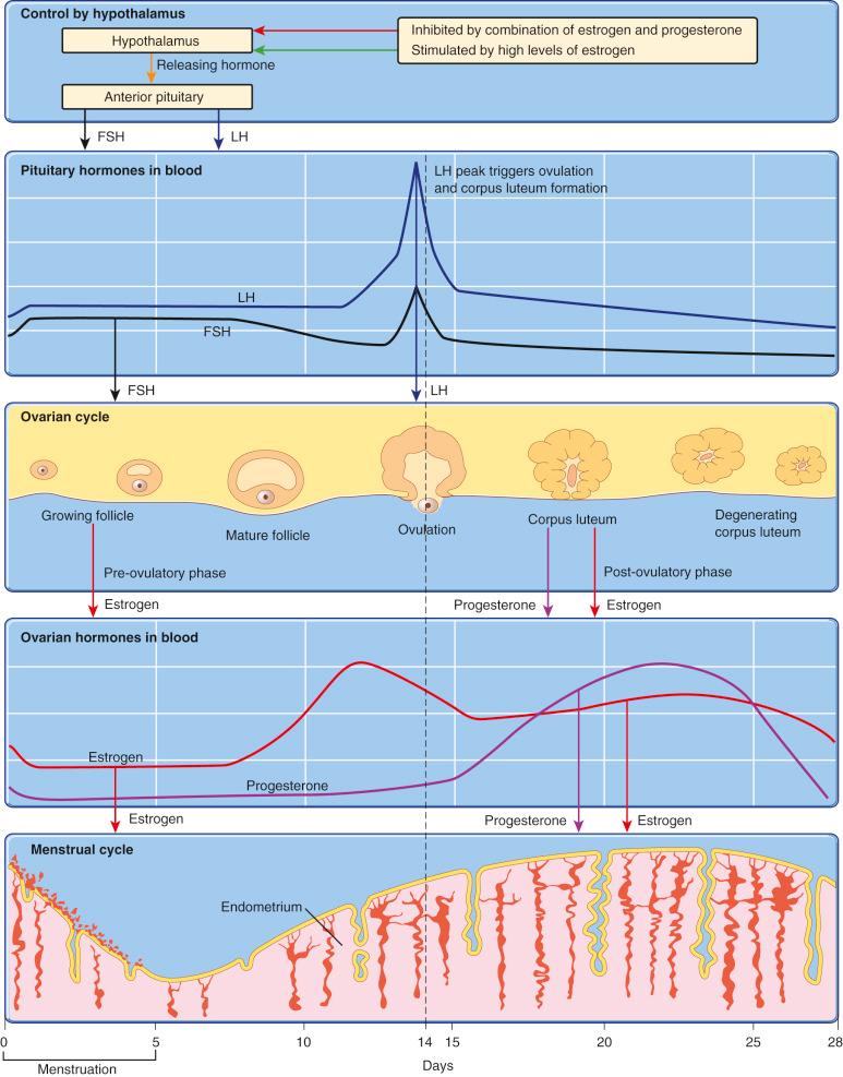 Fig. 16.2, Schematic of the menstrual cycle. Interplay of the hypothalamic, pituitary, ovarian, and endometrial components and a schematic of events related to the menstrual cycle. FSH, Follicle-stimulating hormone; LH, luteinizing hormone.