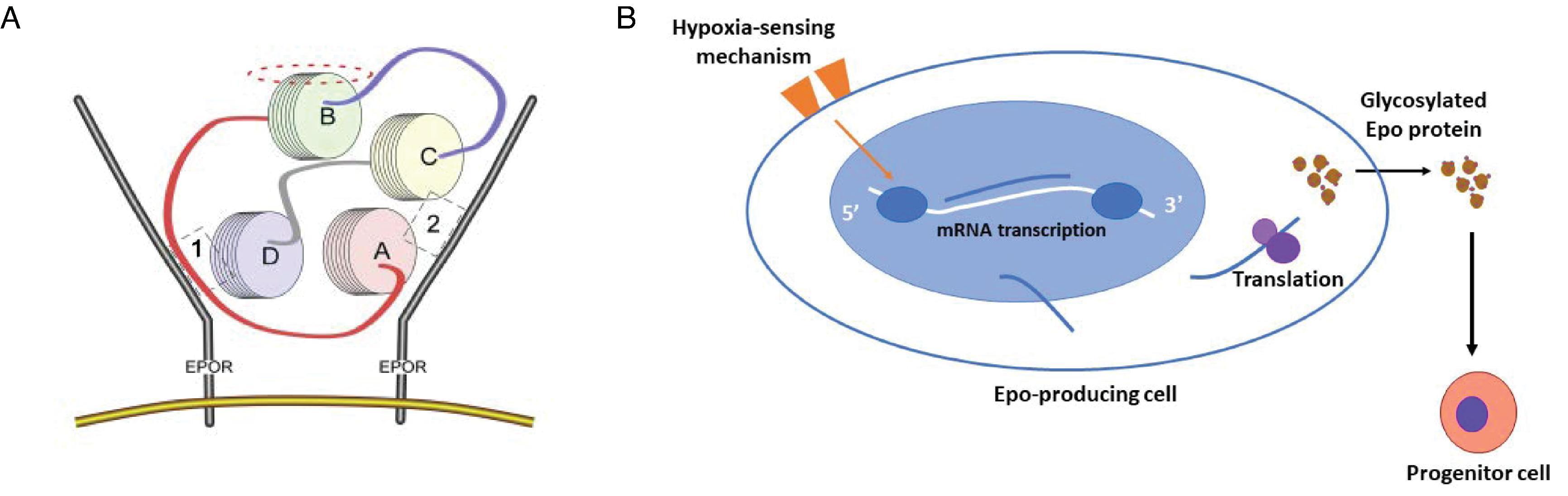 Fig. 44.1, Erythropoietin (Epo) and Downstream Signaling.