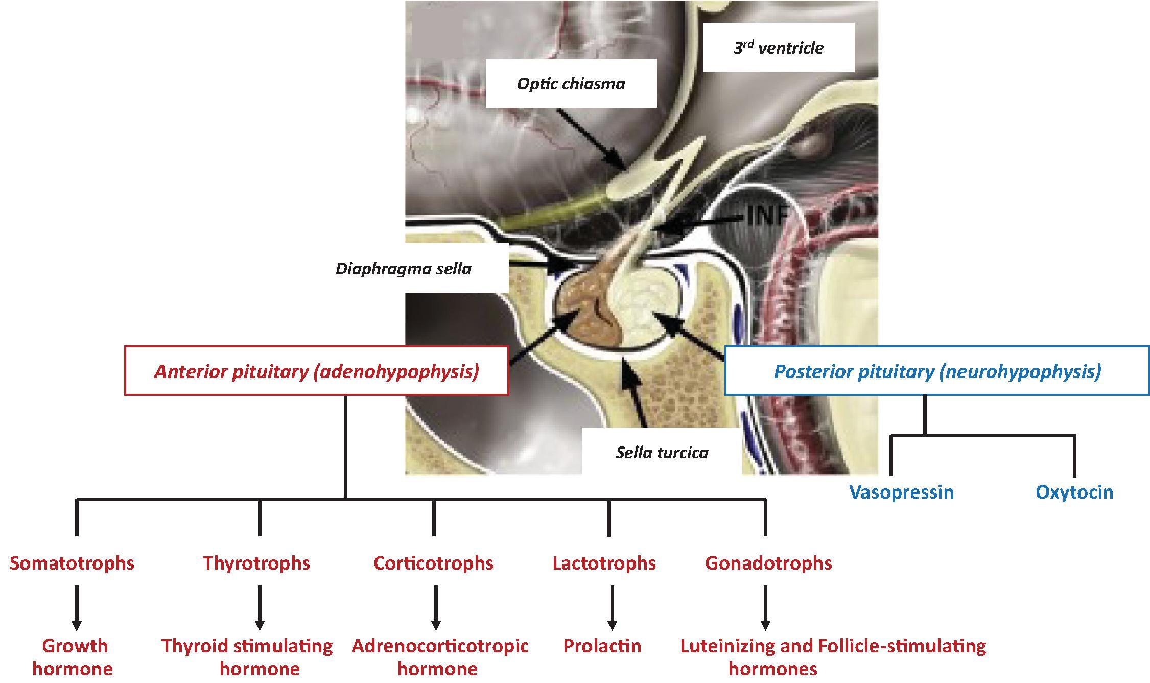 Fig. 25.1, The Pituitary Gland and Its Cell Types .