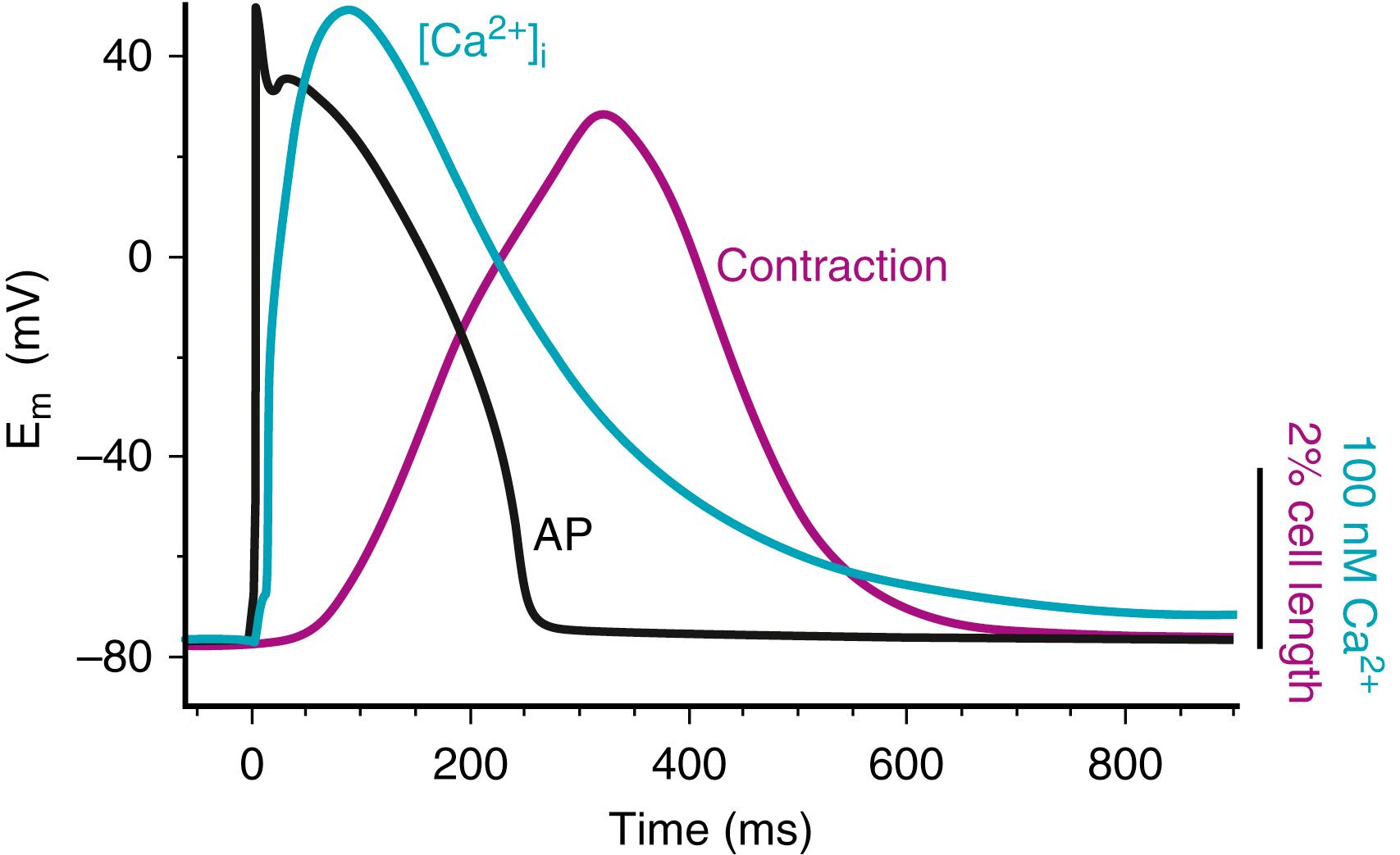 Fig. 16.1, Example of simultaneously recorded action potential (AP), Ca 2+ transient, and contraction.