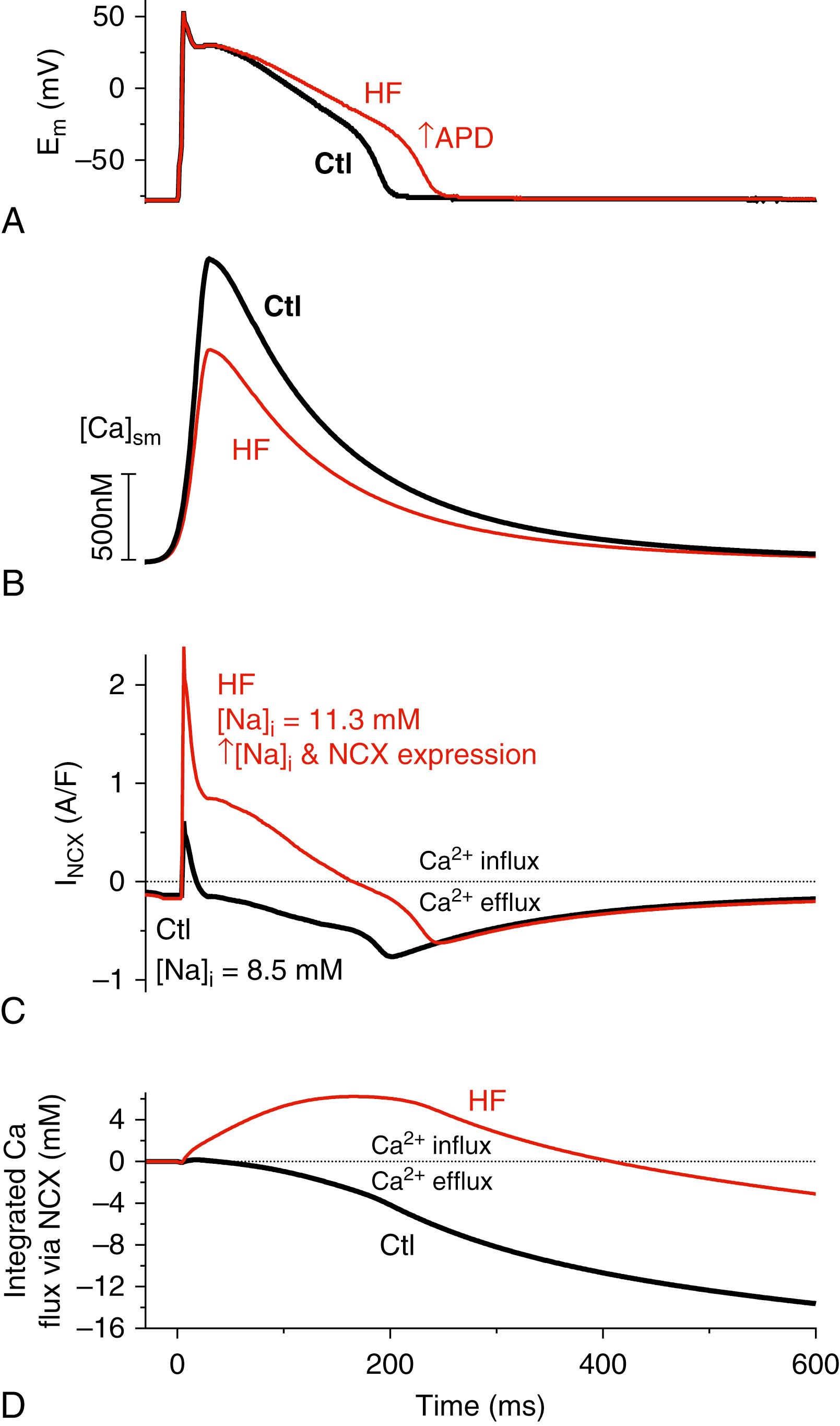 Fig. 16.3, Na + /Ca 2+ exchange (NCX) function in control (Ctl) and heart failure (HF) cardiac myocytes.