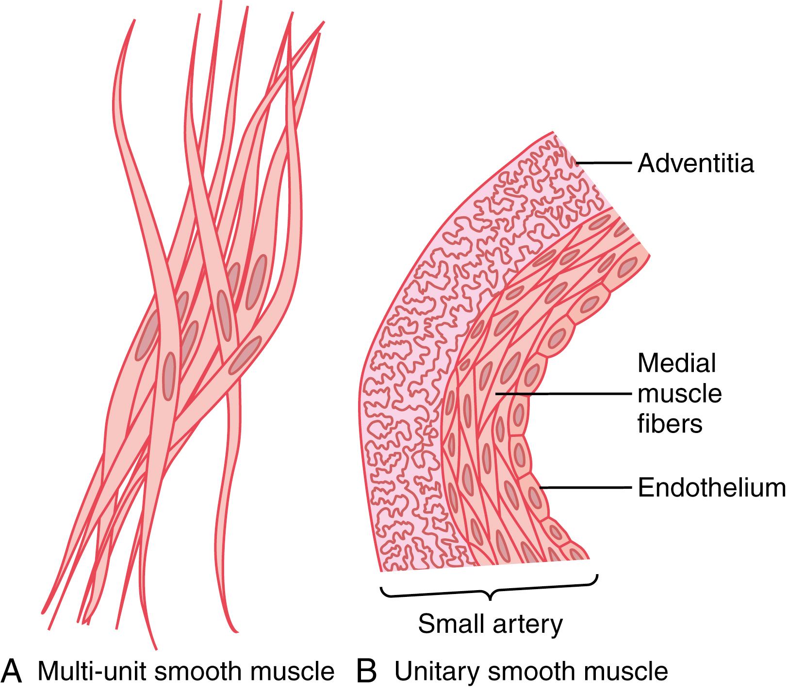 Figure 8-1, Multi-unit ( A ) and unitary ( B ) smooth muscle.