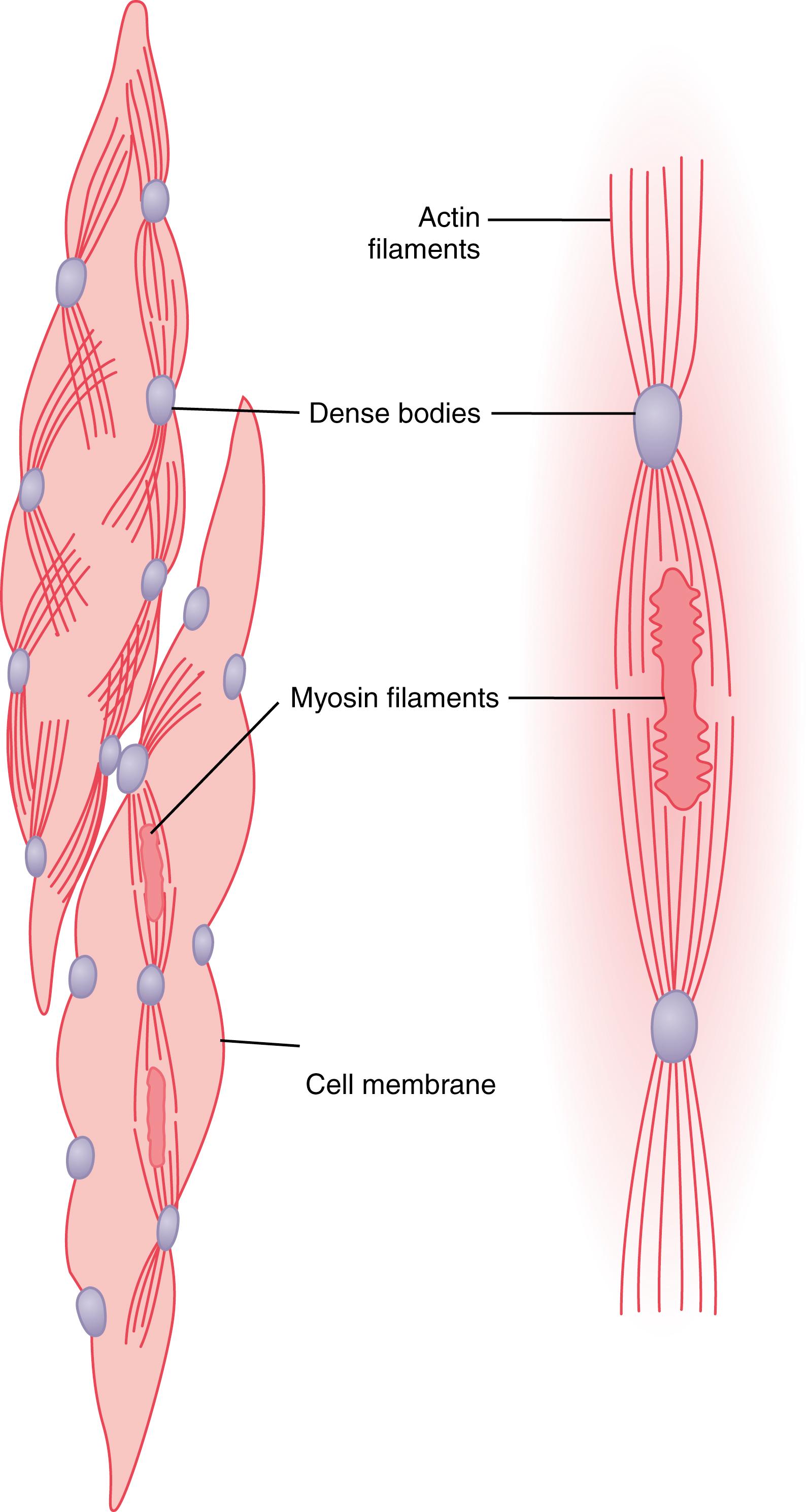 Figure 8-2, Physical structure of smooth muscle. The fiber on the upper left shows actin filaments radiating from dense bodies. The fiber on the lower left and at right demonstrate the relation of myosin filaments to actin filaments.