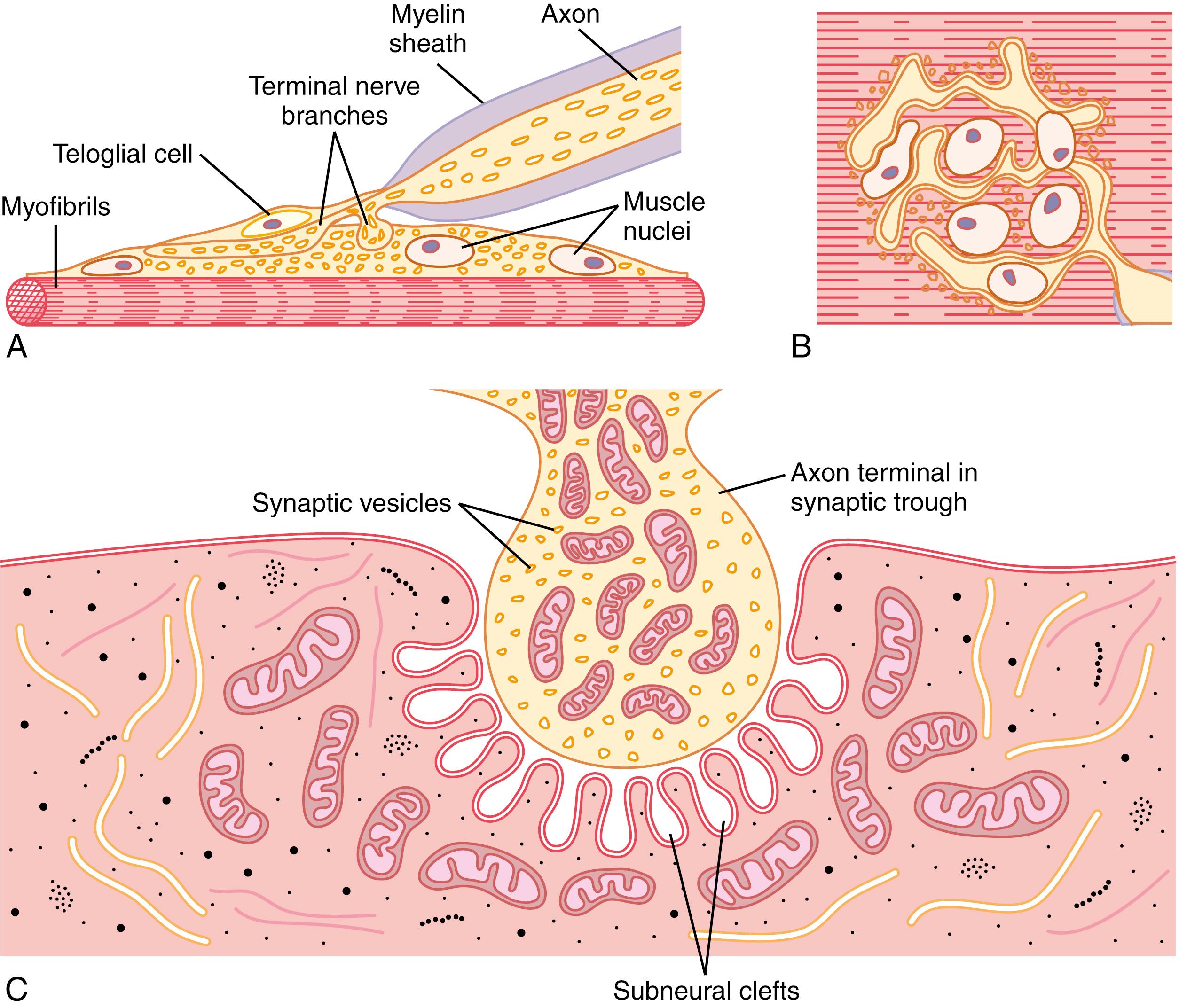 Figure 7-1, Different views of the motor end plate. A, Longitudinal section through the end plate. B, Surface view of the end plate. C, Electron micrographic appearance of the contact point between a single axon terminal and the muscle fiber membrane.