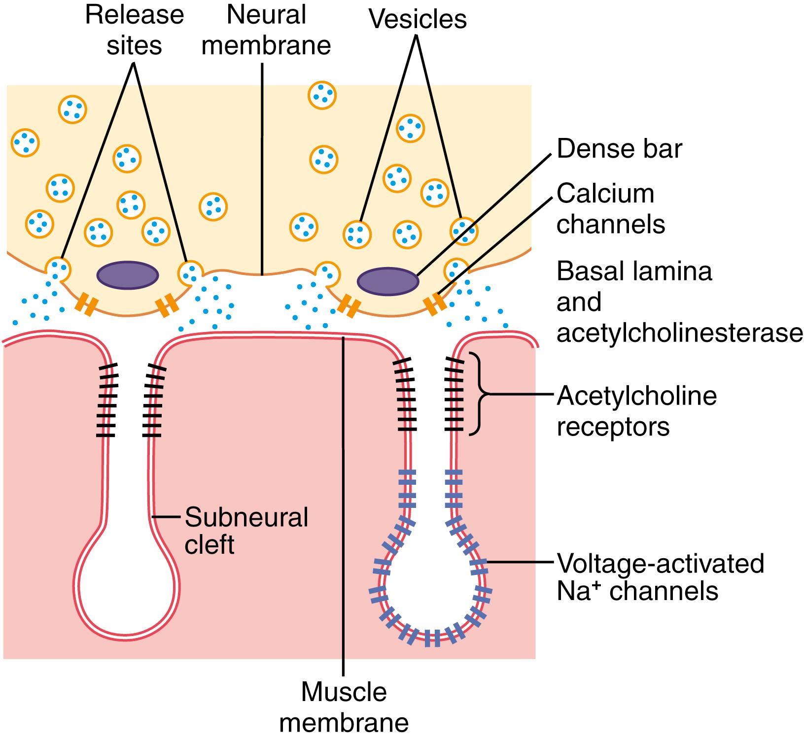 Figure 7-2, Release of acetylcholine from synaptic vesicles at the neural membrane of the neuromuscular junction. Note the proximity of the release sites in the neural membrane to the acetylcholine receptors in the muscle membrane at the mouths of the subneural clefts.