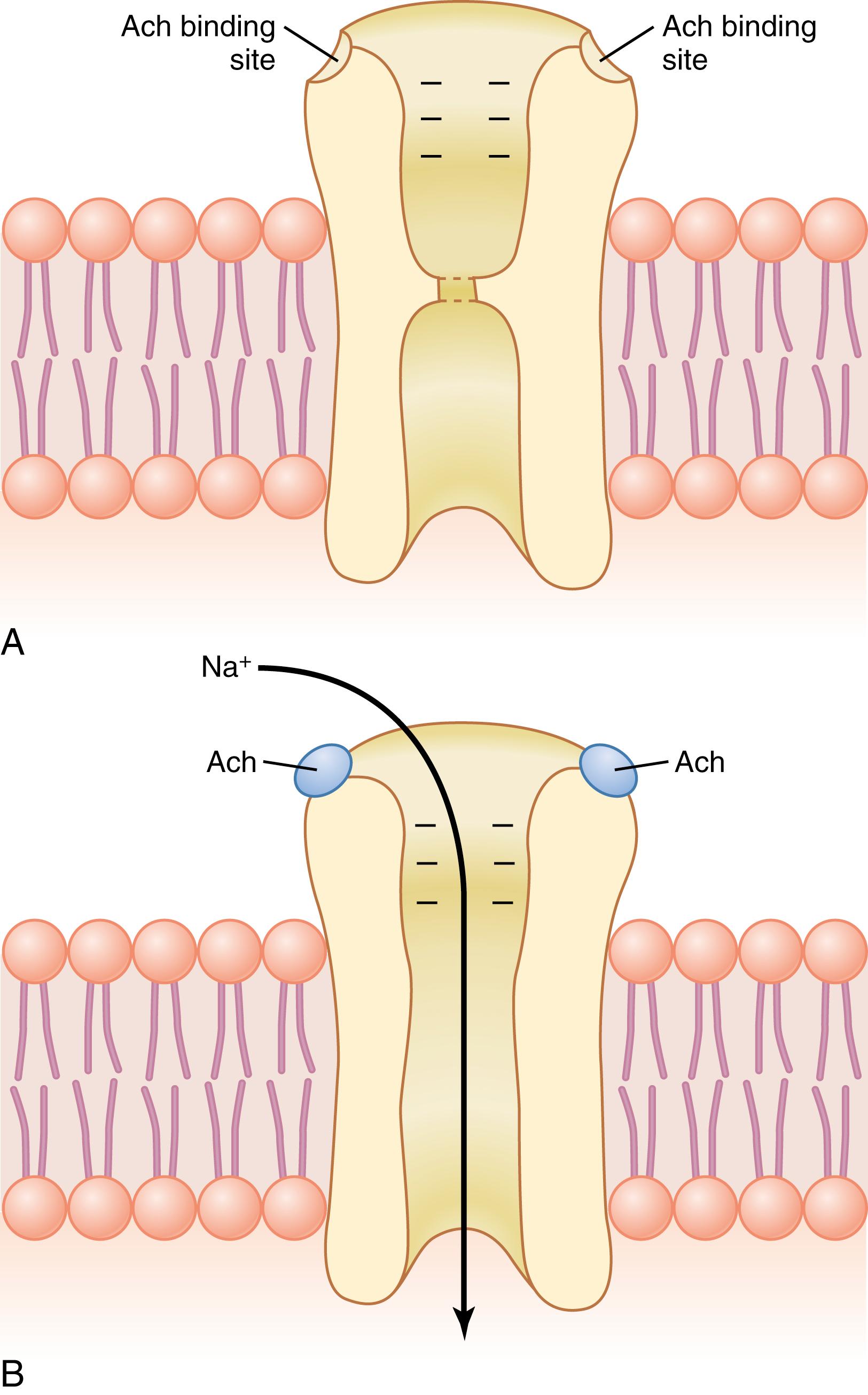 Figure 7-3, Acetylcholine-gated channel. A, Closed state. B, After acetylcholine (Ach) has become attached and a conformational change has opened the channel, allowing sodium ions to enter the muscle fiber and excite contraction. Note the negative charges at the channel mouth that prevent passage of negative ions such as chloride ions.