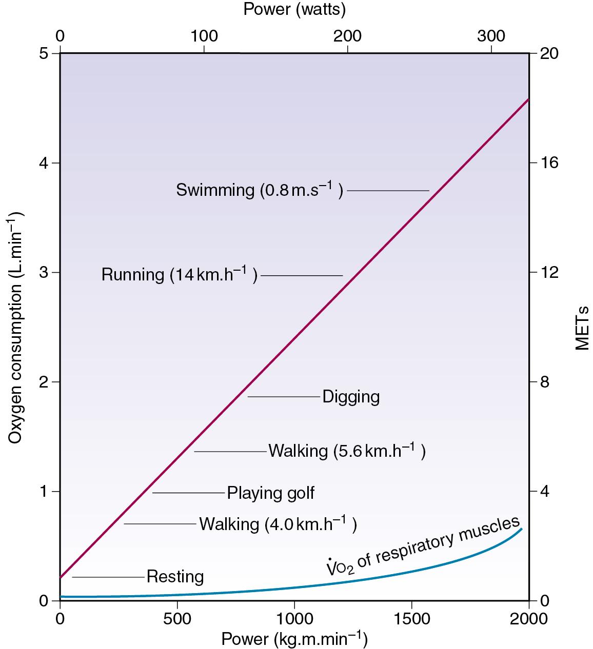 • Fig. 13.1, Steady-state oxygen consumption with varying degrees of exercise. The continuous red line denotes whole-body oxygen consumption as a function of the level of power developed. The blue curve is an estimate of the oxygen cost of breathing for the increasing hyperventilation of exercise. METs , Metabolic equivalents, which is the number of multiples of basal oxygen consumption required for different activities.