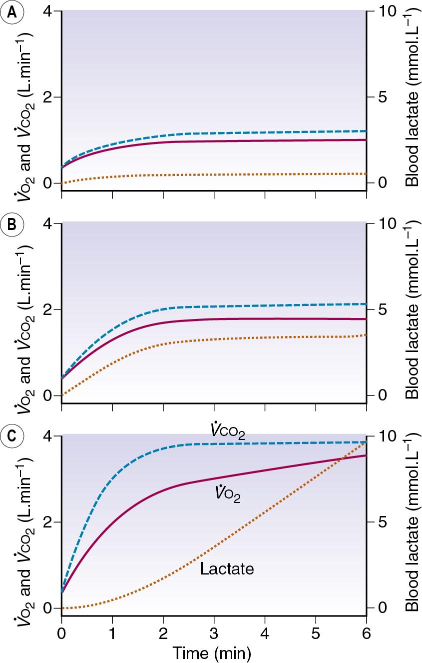 • Fig. 13.2, Changes in oxygen consumption ( o 2 , solid red line ), carbon dioxide production ( co 2 , blue dashed line ) and blood lactate ( dotted orange line ) with the onset of varying levels of exercise. (A) Light to moderate exercise with little or no increase in lactate; (B) heavy exercise with an increase in lactate to an increased, but steady, level; (C) severe exercise, above the anaerobic threshold when levels continue to rise as exercise proceeds. Note that, with severe exercise (C) , the increase in oxygen consumption is biphasic, with a second ‘slow’ component.
