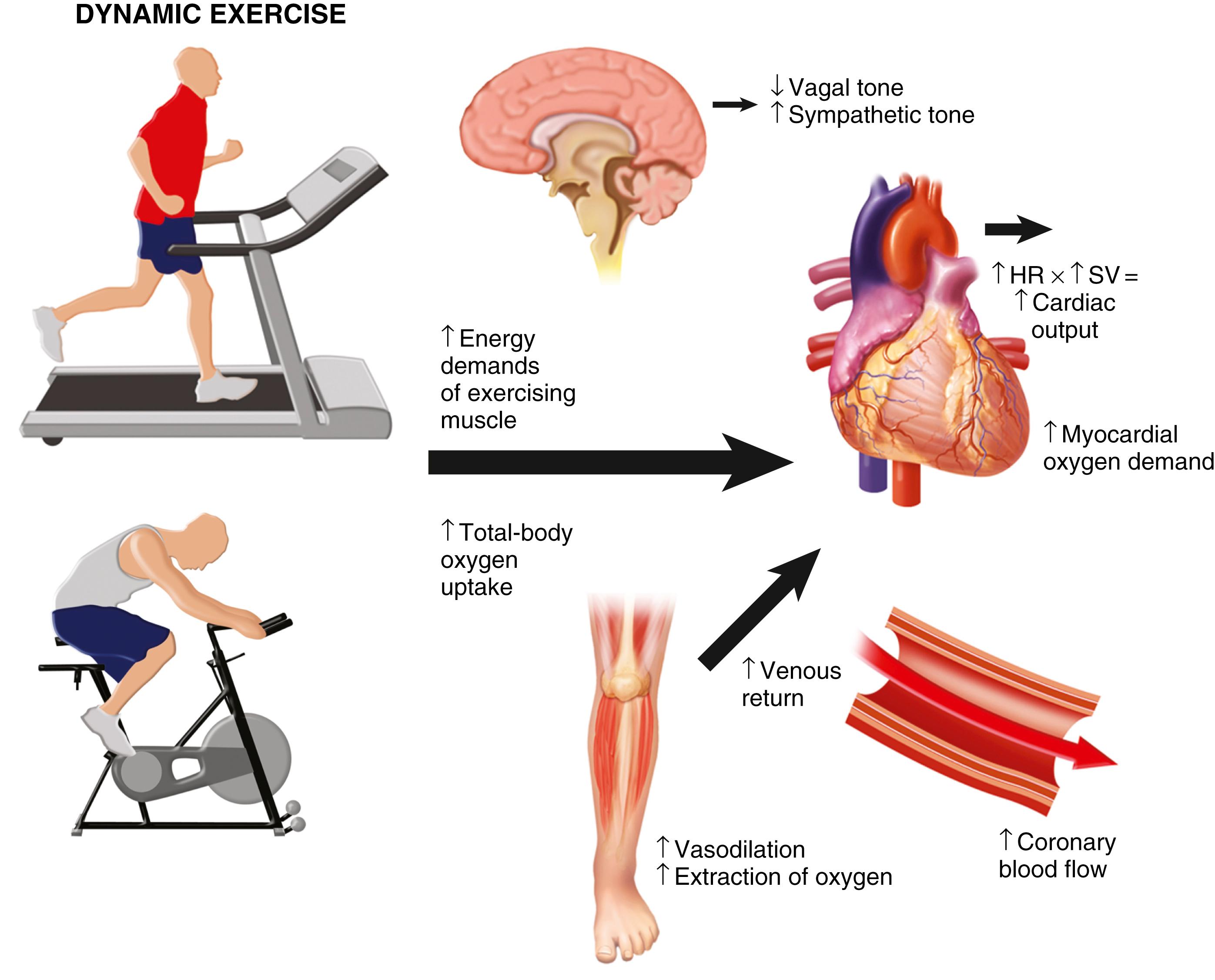 FIGURE 15.2, Physiologic responses to acute exercise. See text for details.