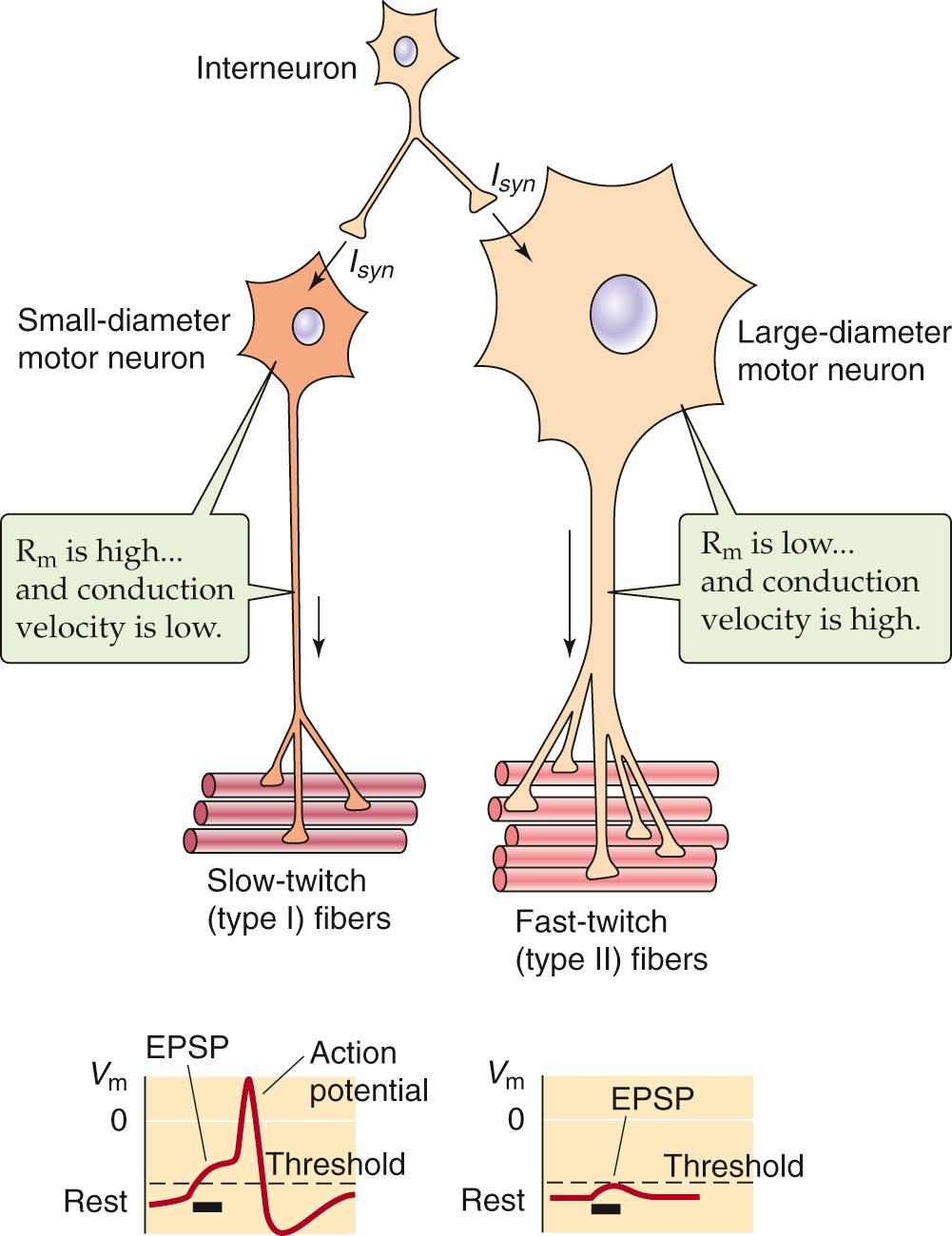 Figure 60-1, Size principle for motor units. Small motor neurons are more excitable, conduct action potentials more slowly, and excite fewer fibers that tend to be slow twitch (type I). Conversely, large motor neurons are less excitable, conduct action potentials more rapidly, and excite many fibers that tend to be fast twitch (type II). EPSP, excitatory postsynaptic potential; R m , membrane resistance; V m , membrane potential.