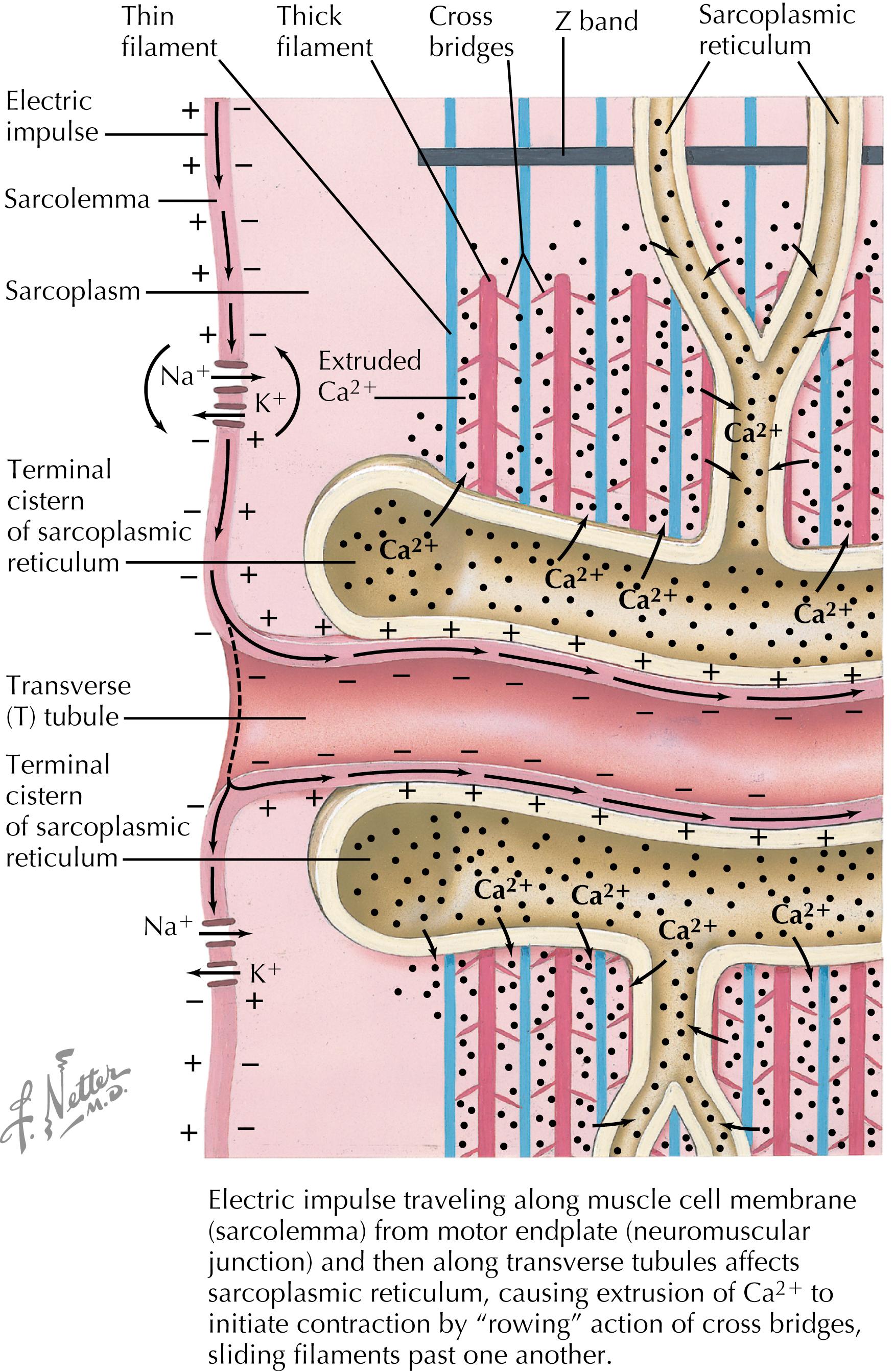 Figure 17.2, Initiation of muscle contraction by electric impulse and calcium movement.