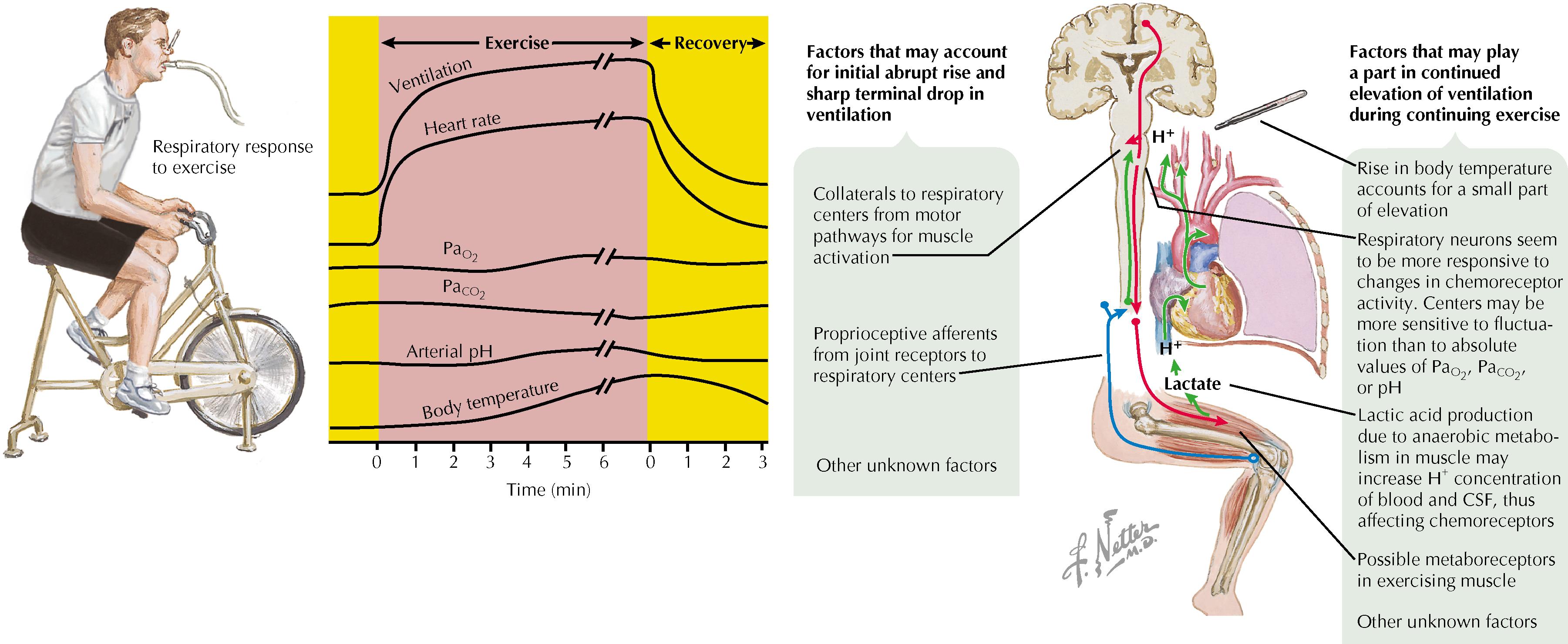 Figure 17.3, Physiologic response to exercise and cool-down.