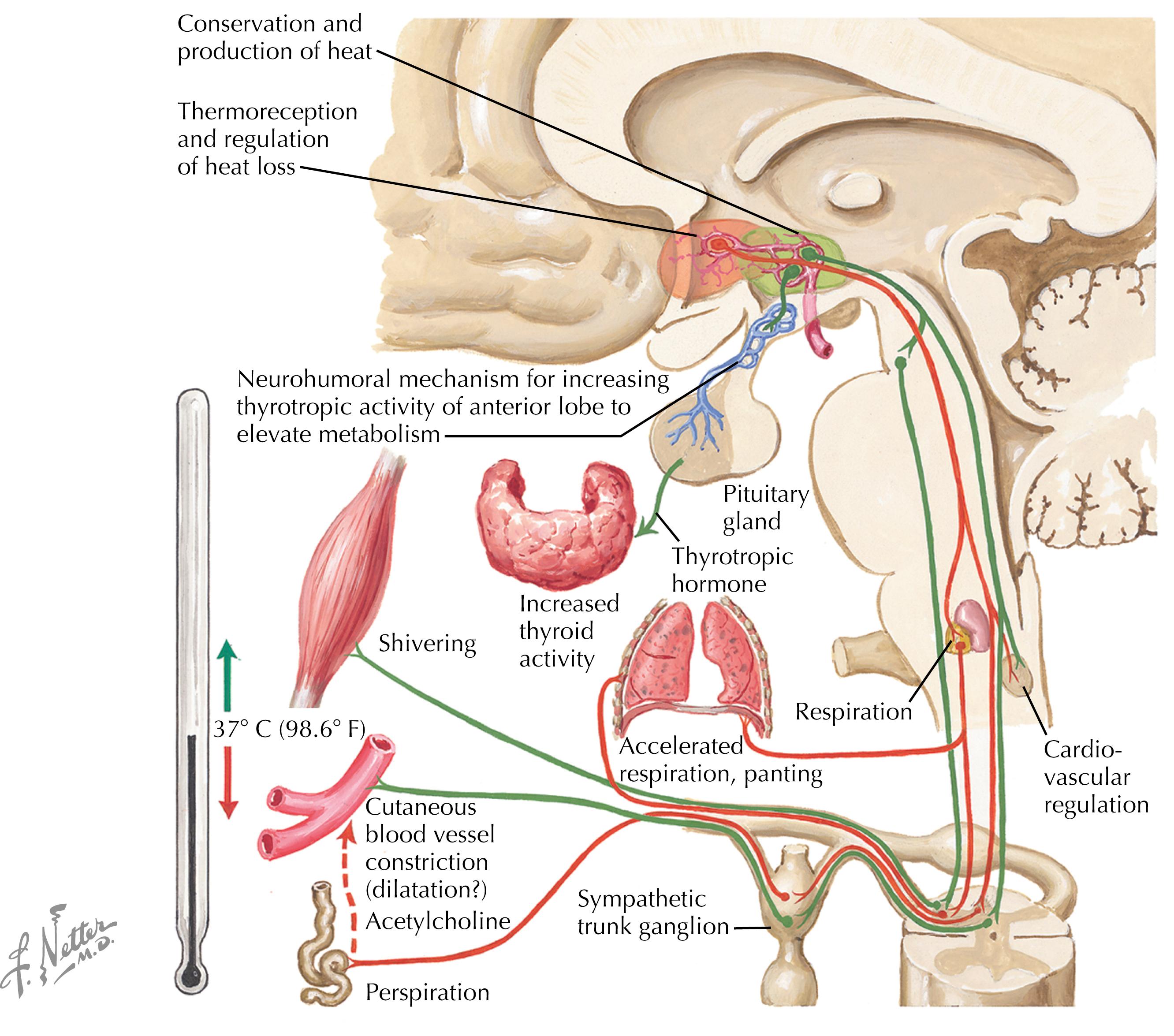 Figure 21.2, Temperature regulation. Increases in core temperature are sensed and centrally regulated by thermodetectors in the hypothalamus, which then provide stimulus via the sympathetic nervous system to initiate sweating and increase peripheral blood flow.