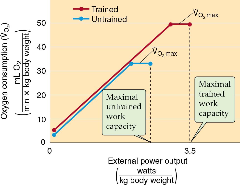 Fig. 12.2, Oxygen consumption in trained and untrained individuals. Note that exercise training increases both maximal work capacity and the corresponding VO 2 max. Muscle work depends on oxygen consumption, but training increases that capacity and thus increases the work that can be accomplished.