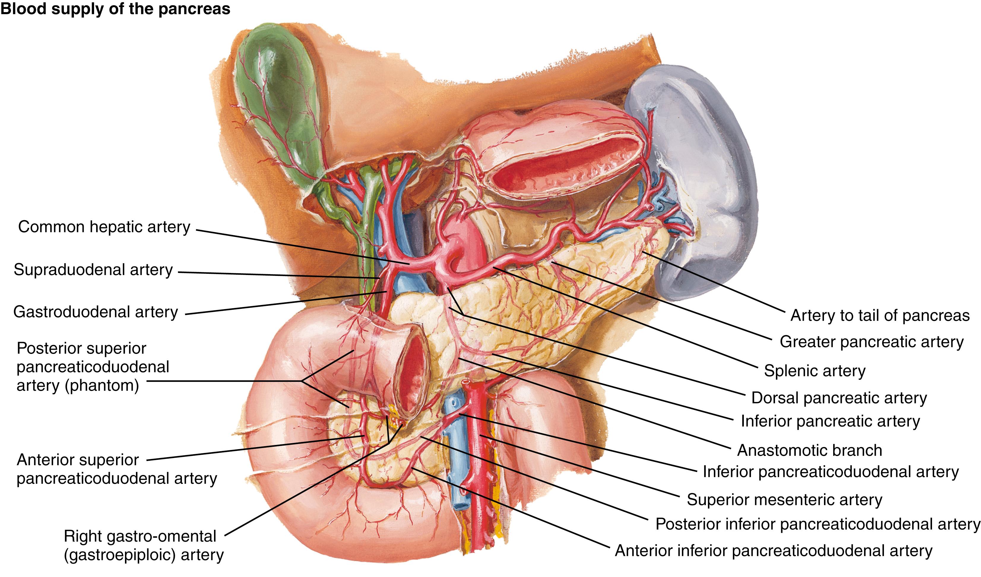 Fig. 56.1, Anatomy.