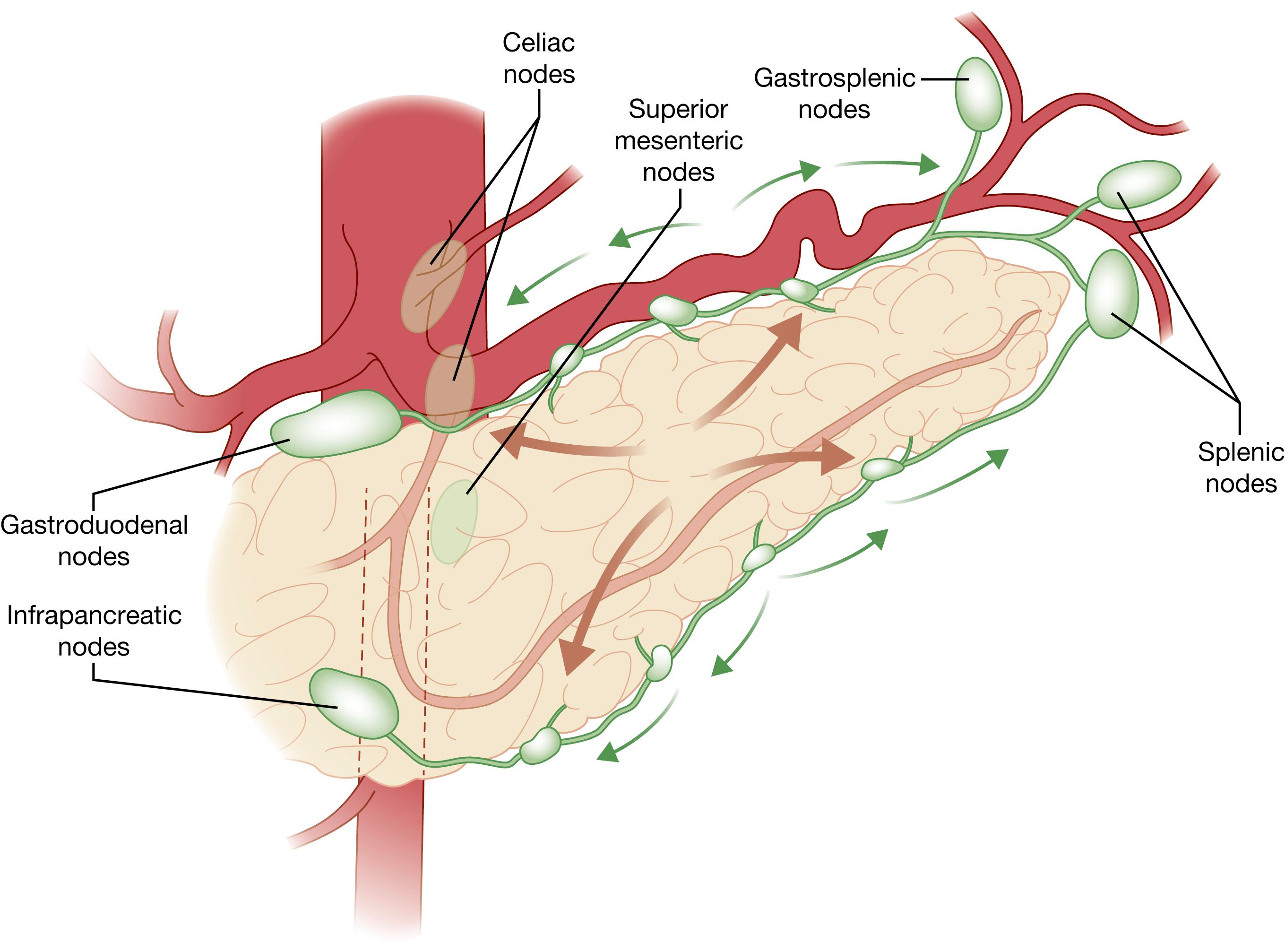 Fig. 56.2, Lymphatic drainage of the pancreas.