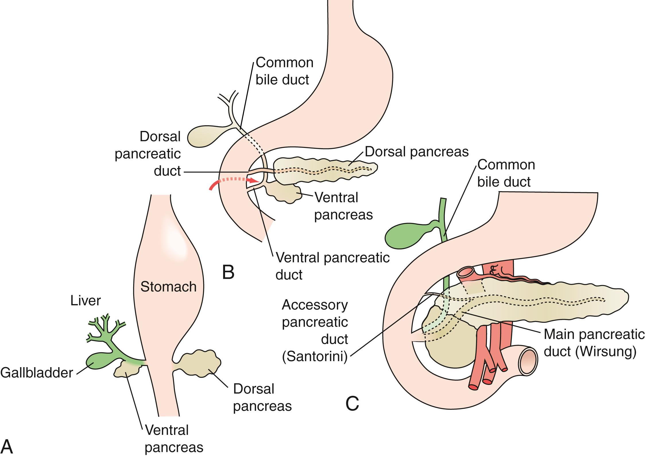 Fig. 56.3, Embryologic development of the pancreas.