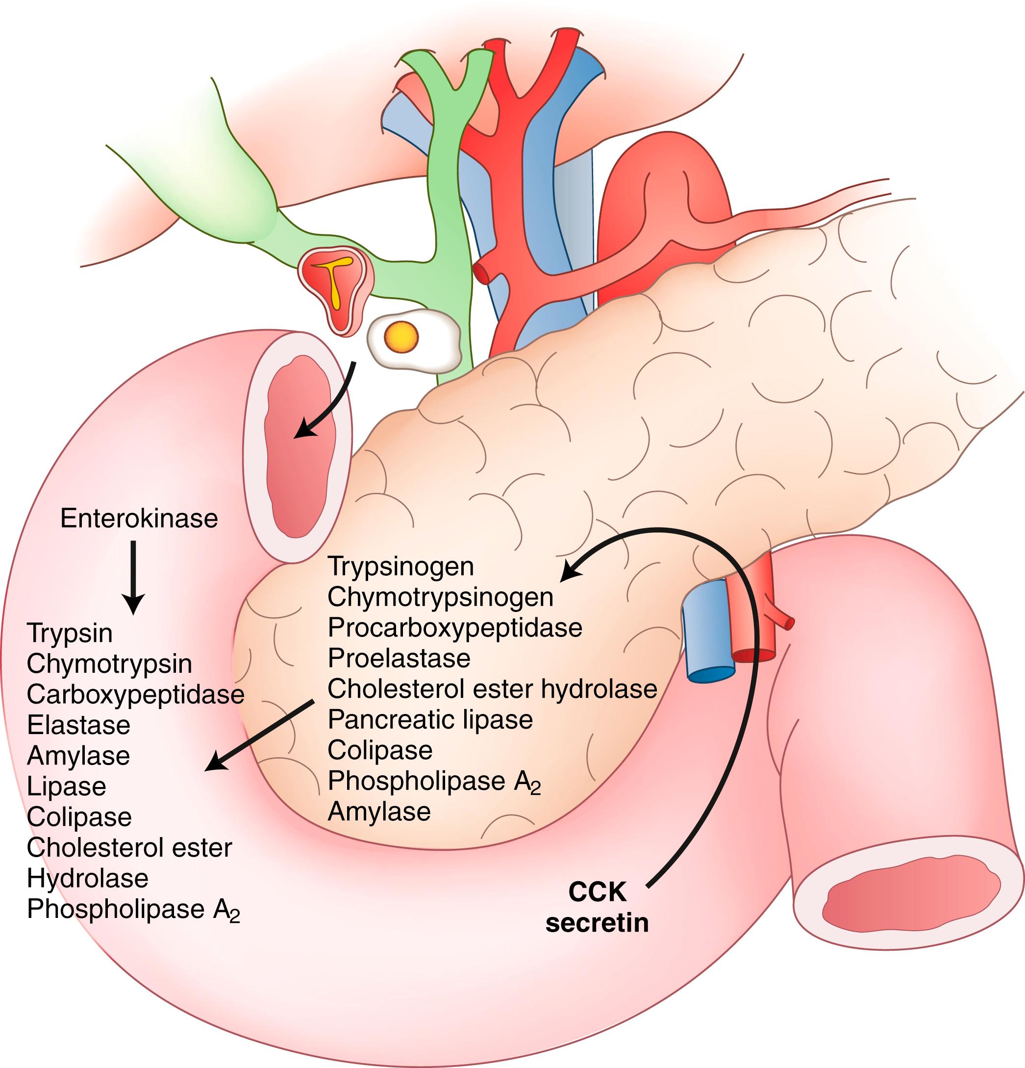 Fig. 56.5, Physiology of the secretion of pancreatic enzymes. The presence of peptides and fatty acids from food triggers the release of cholecystokinin (CCK) . CCK induces the release of pancreatic enzymes into the duodenal lumen. Conversely, S cells located in the duodenum release secretin in response to the acidification of the duodenum. Secretin induces the secretion of HCO 3 − from pancreatic cells into the duodenum.